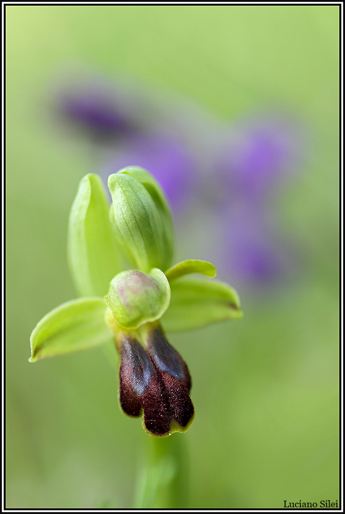 Ophrys fusca ssp. Funeral