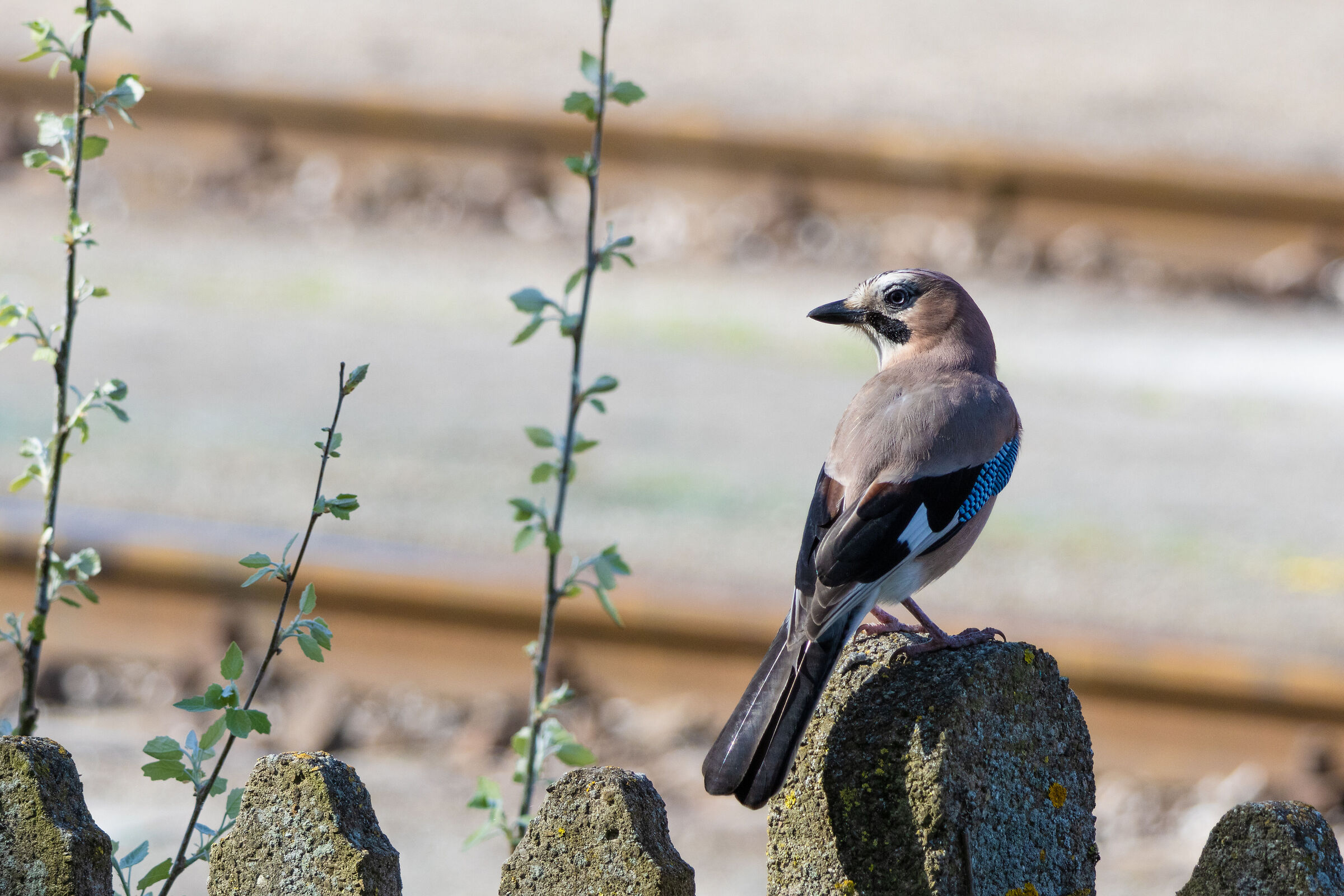 Garrulus glandarius - Test EOS R7