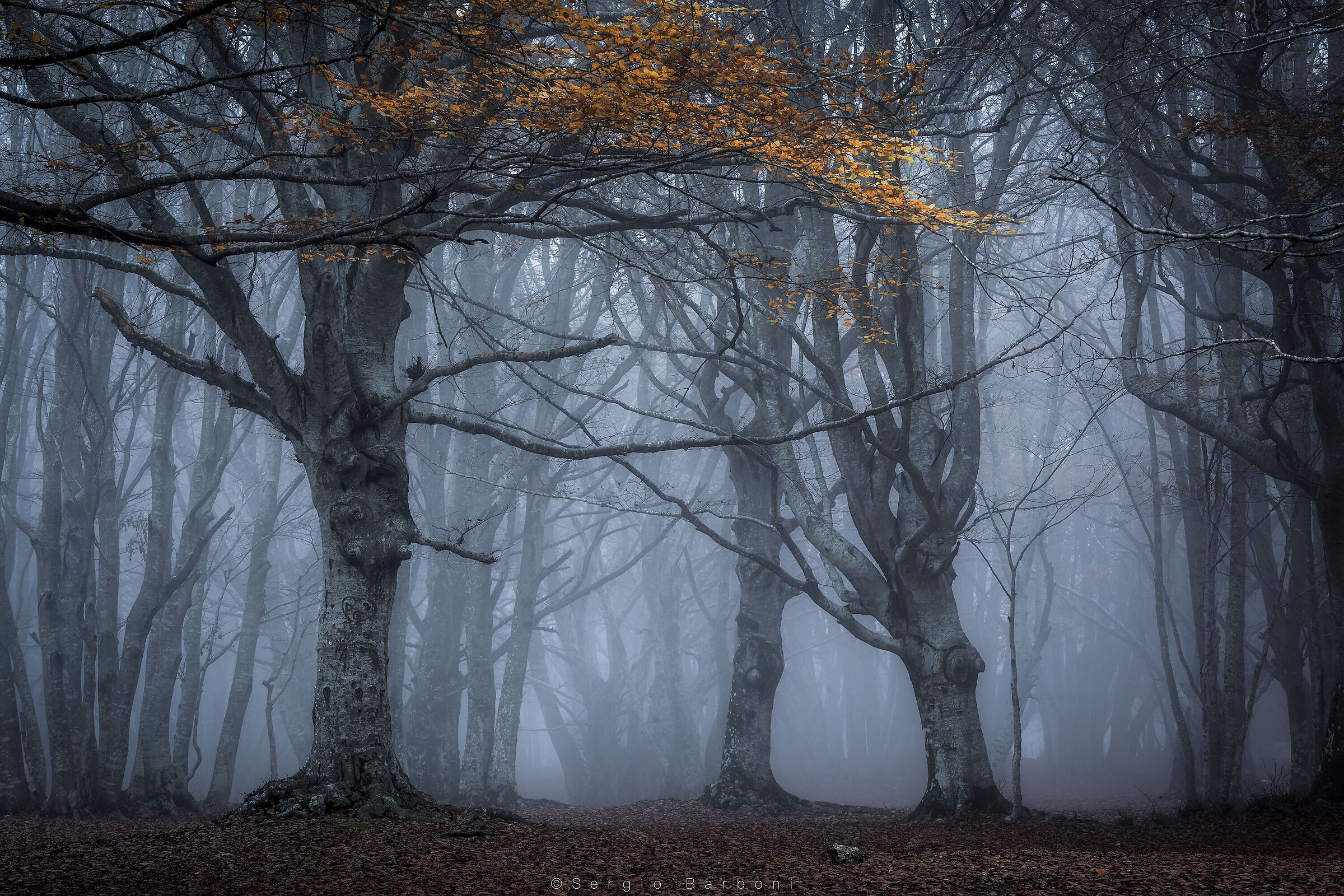 Beech trees in the fog