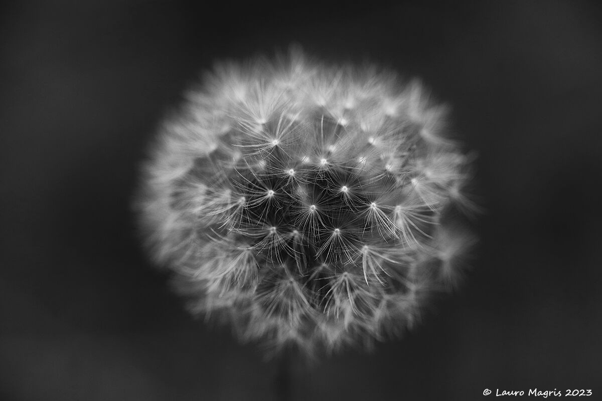 Dark Tarassacco seeds