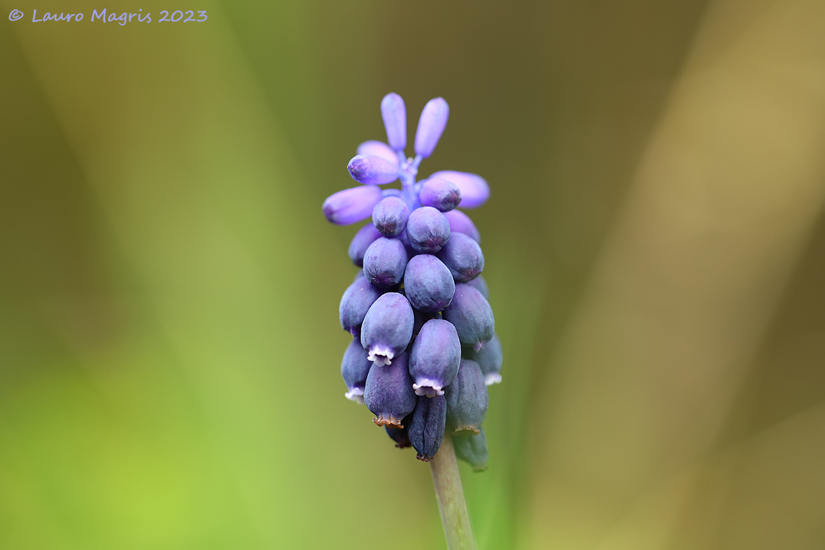 Muscari negletum