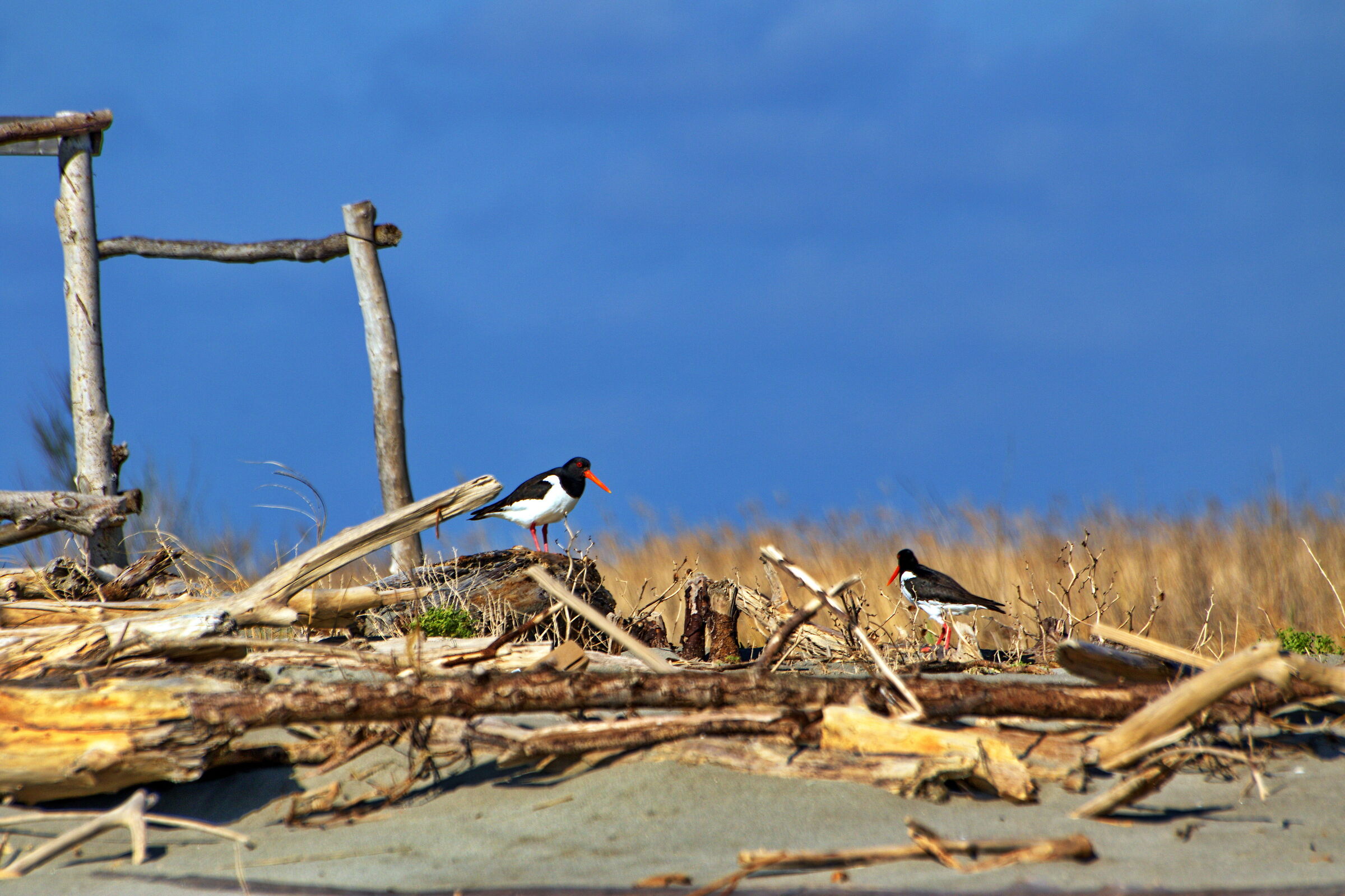 Il del del Po con vista sul mar Adriatico