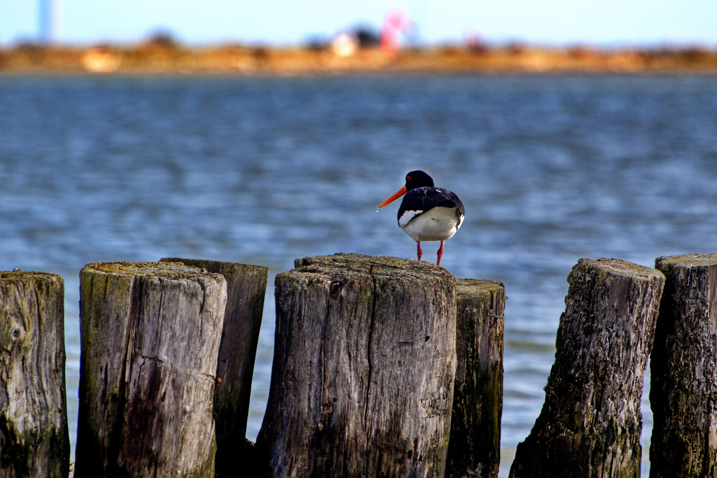 Mar Adriatico e la sua fauna
