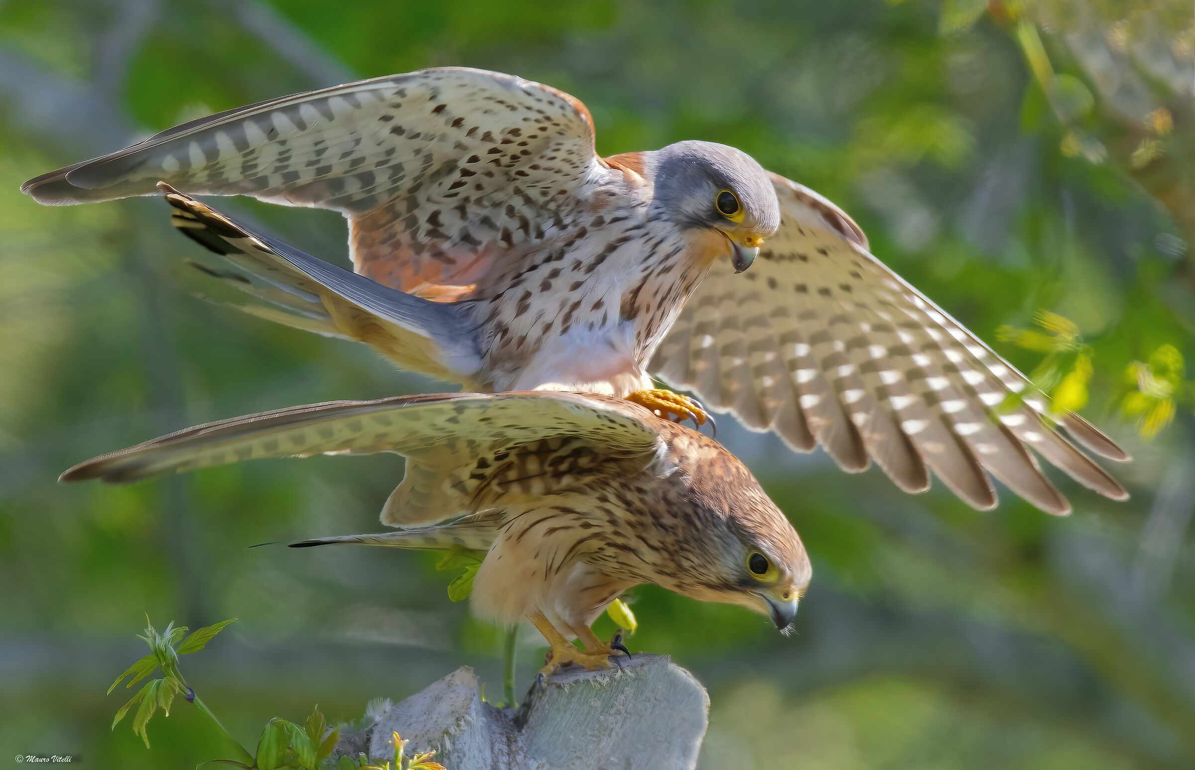 The coupling (Kestrels)