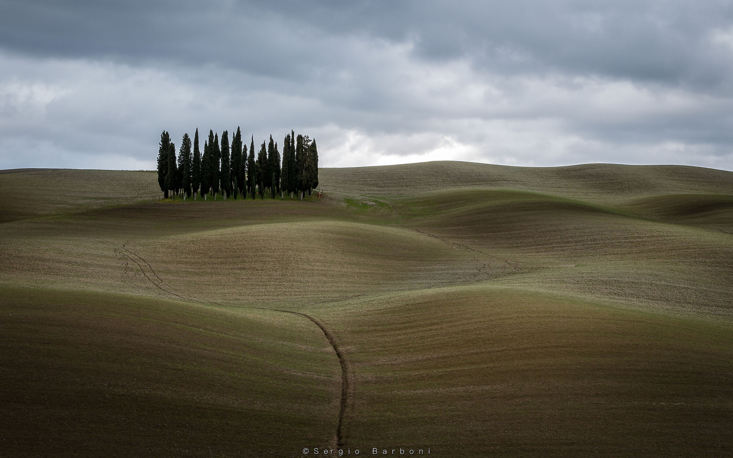 Cypresses