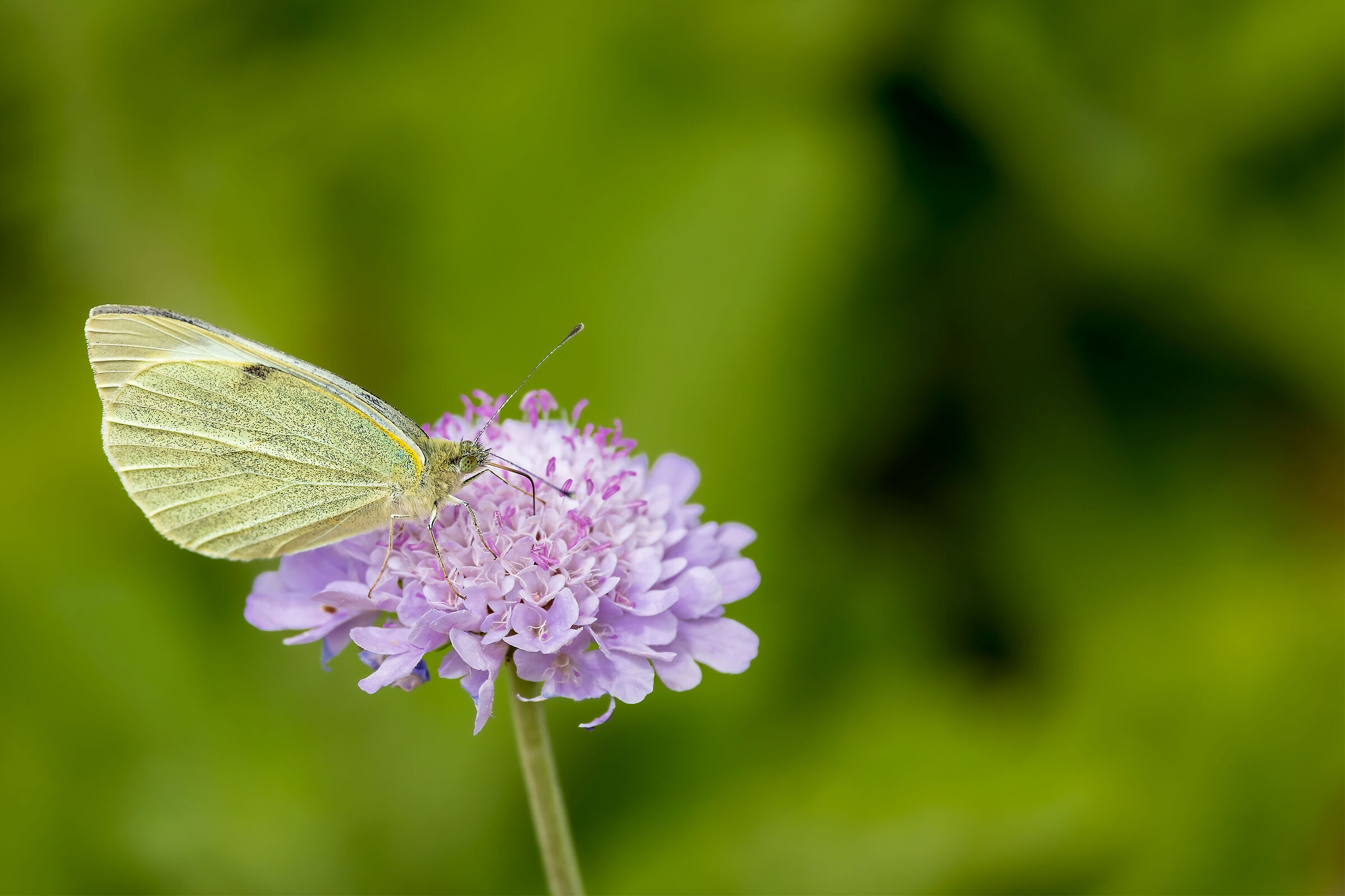 Butterfly at Botanical gardens Cape Town