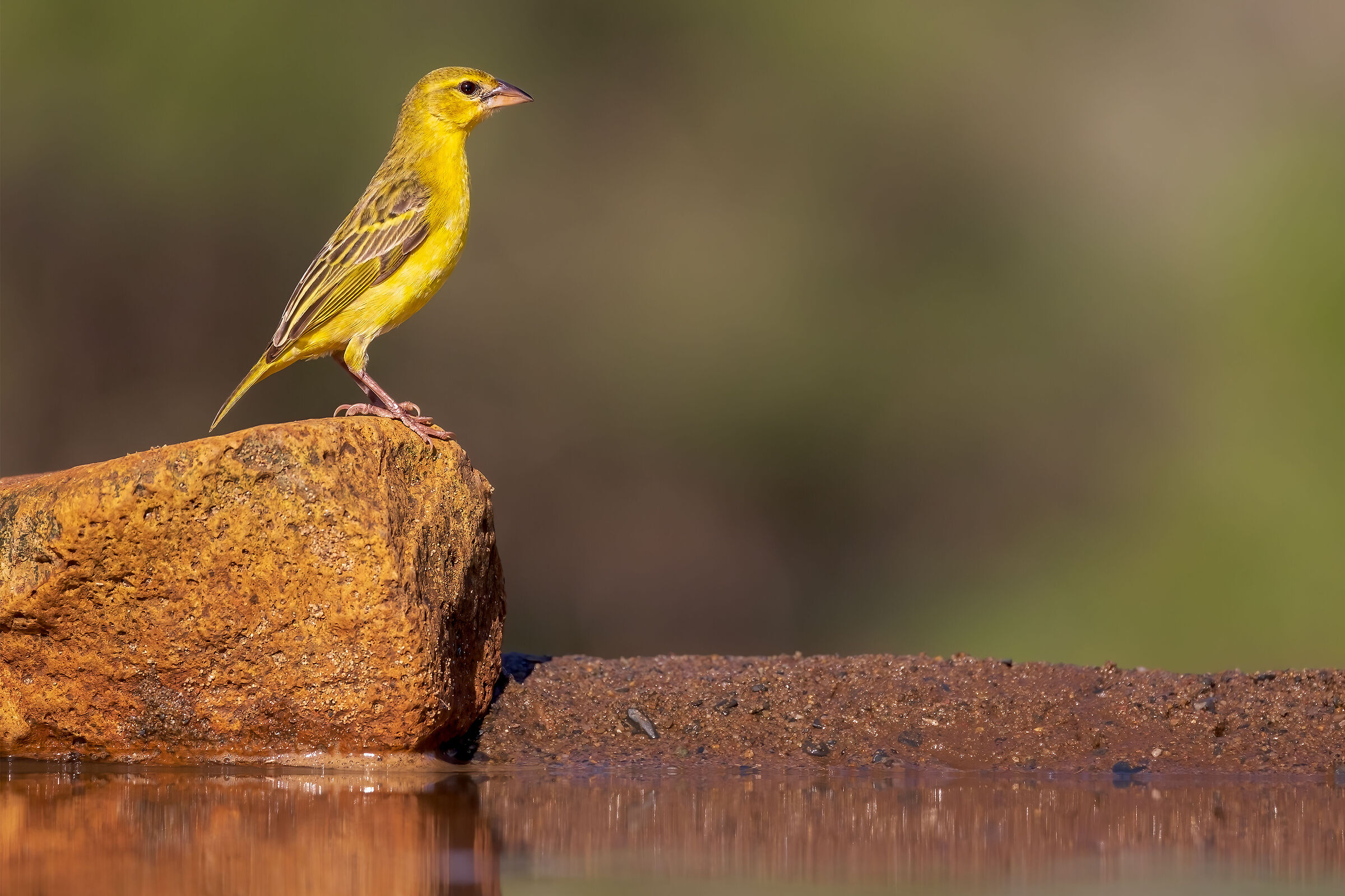Weaver bird (Ploceus)