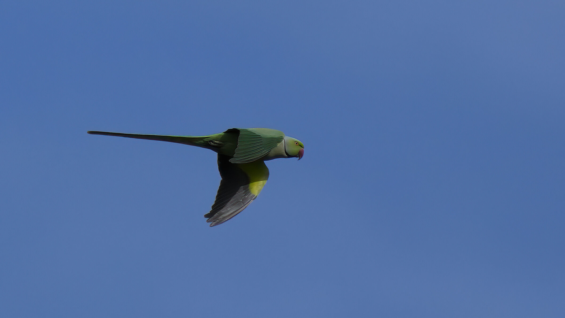 Parrocchetto (forte crop di precedente)