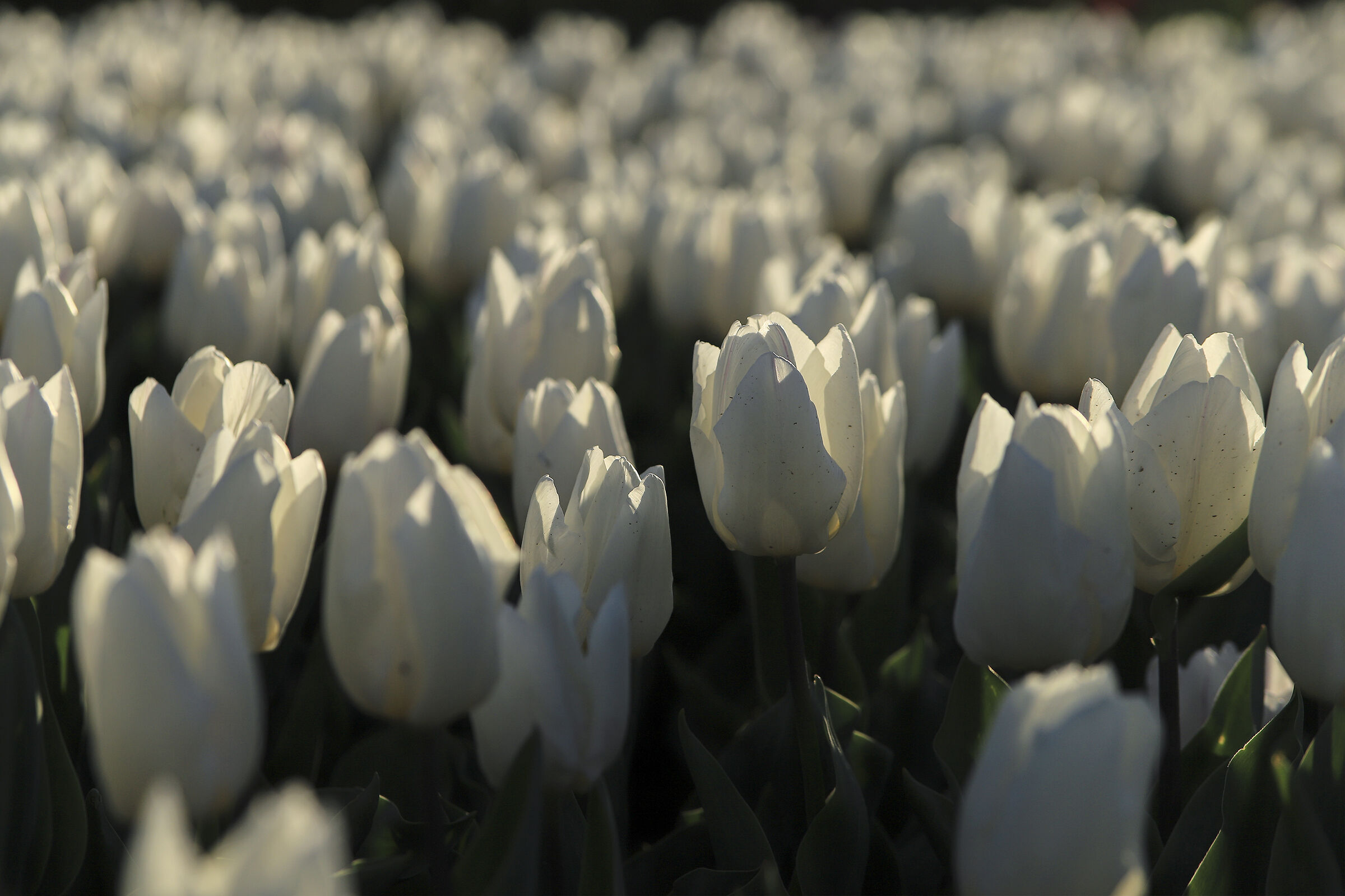 Primo raccolto di primavera