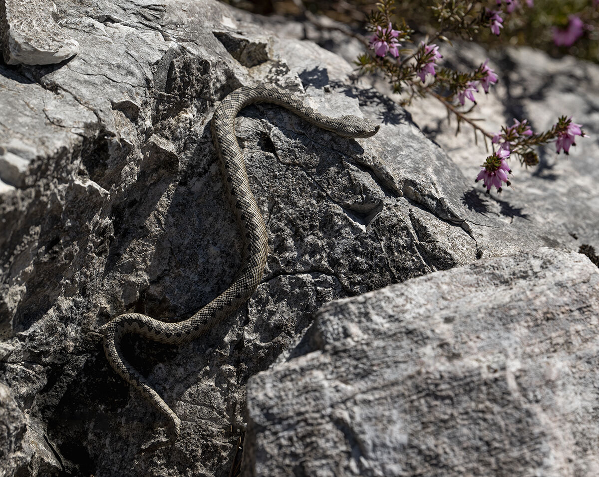 horned viper