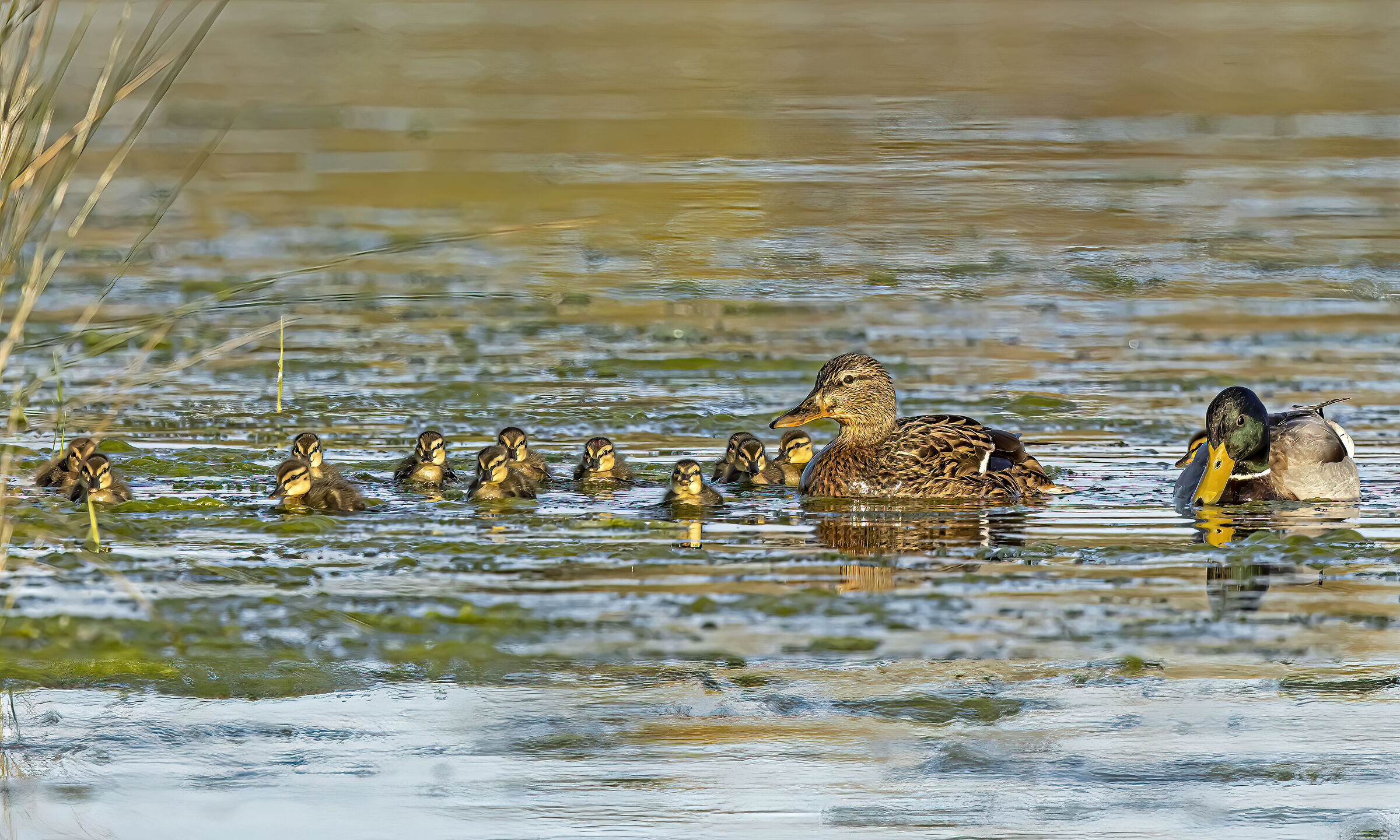 Famigliola di Germani