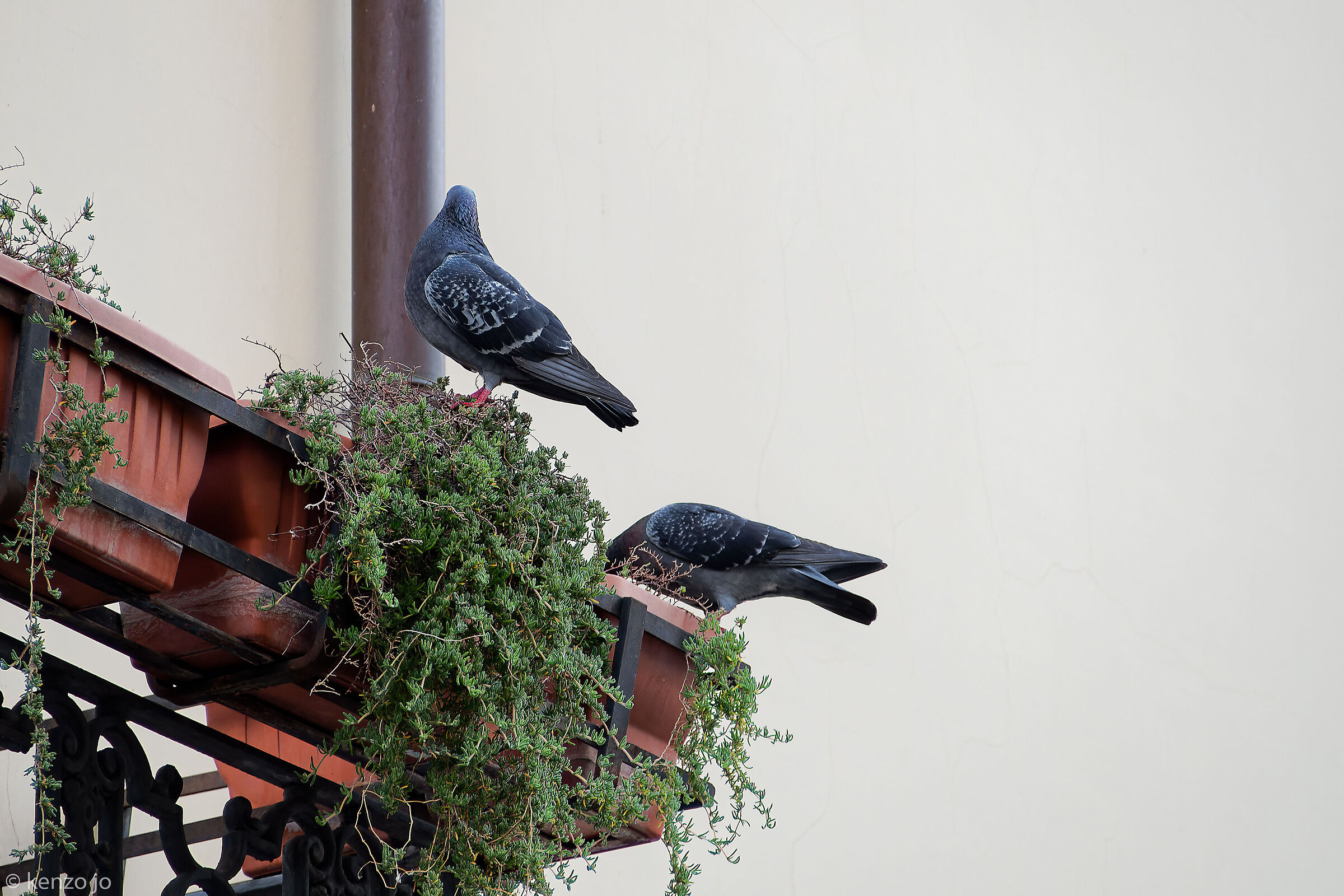 Breakfast on the terrace