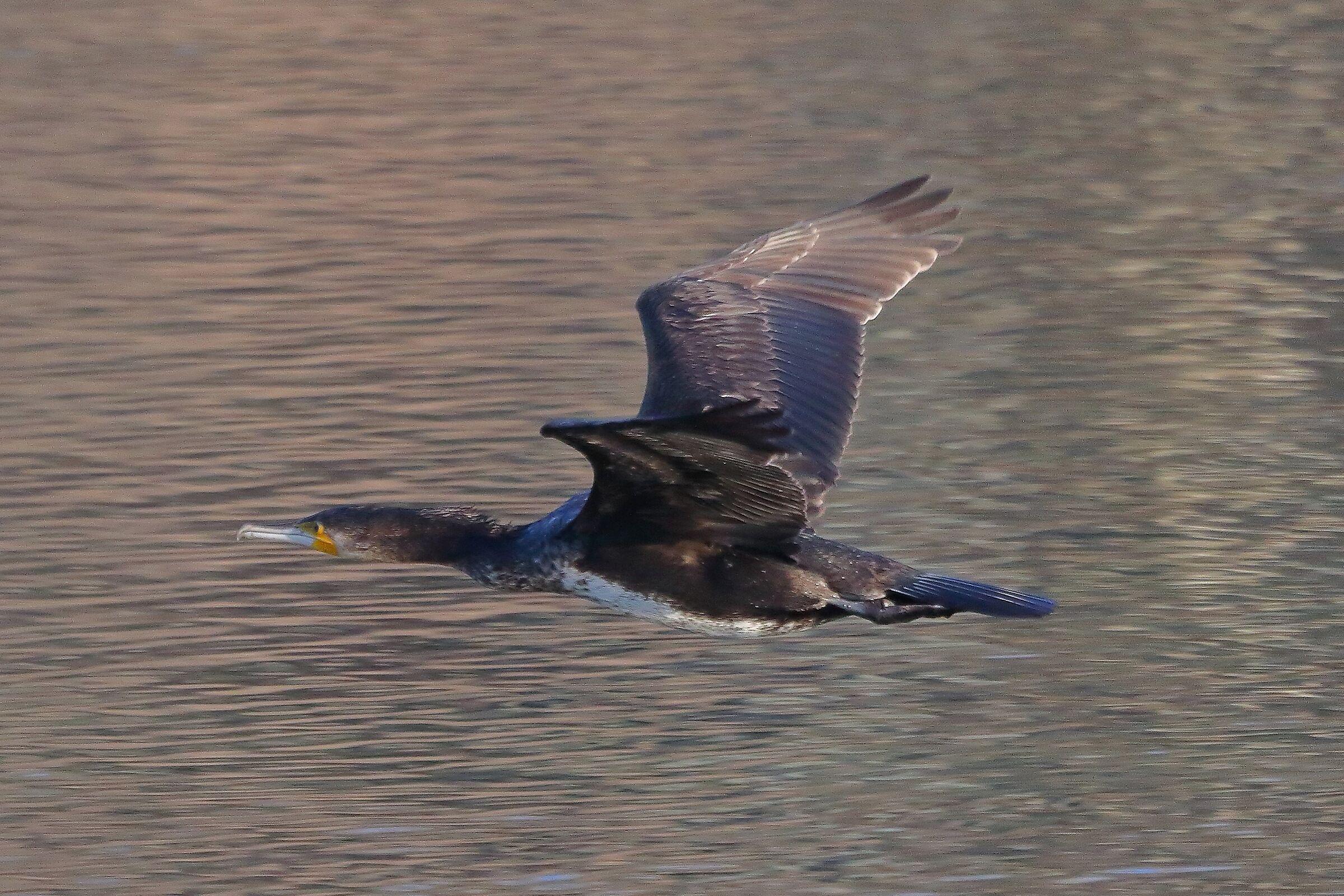 Cormorano 31 gennaio 2023