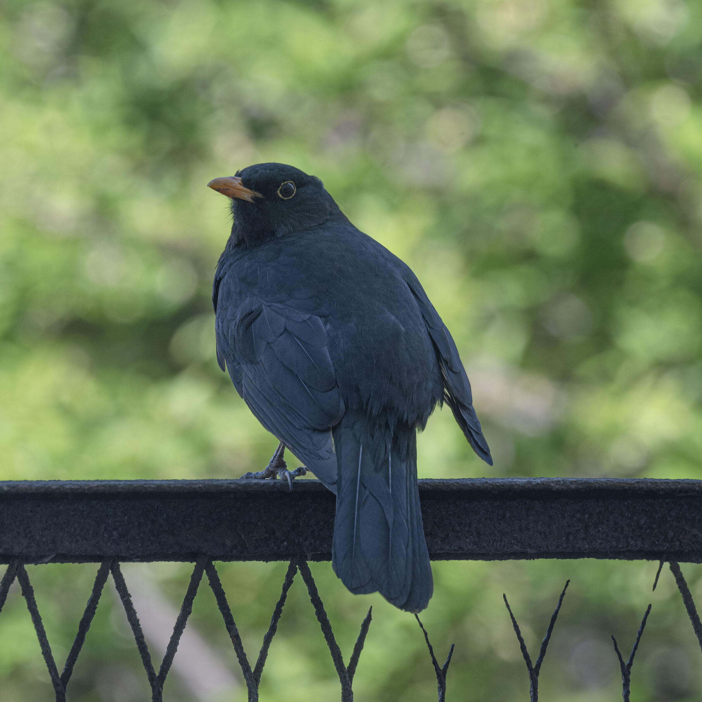 Se gh'ii de vardà ?