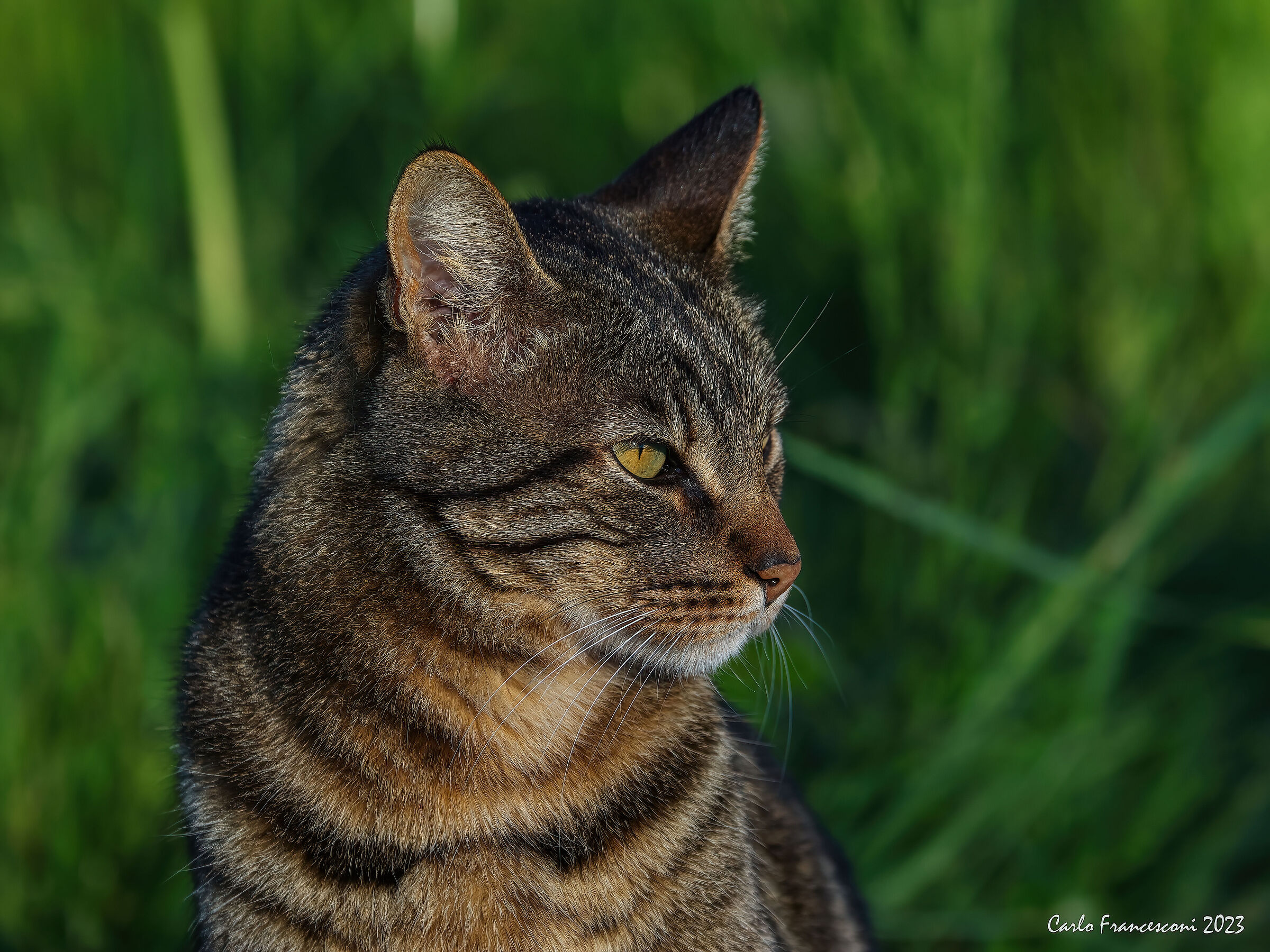 Her Majestic Ulysses