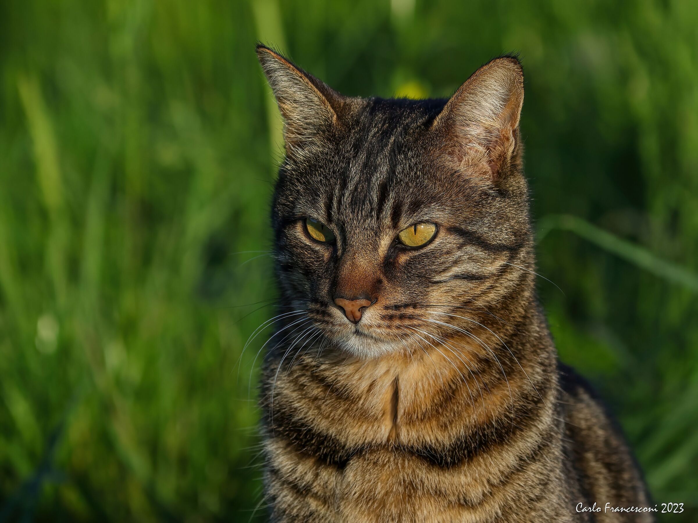 Her Majestic Ulysses