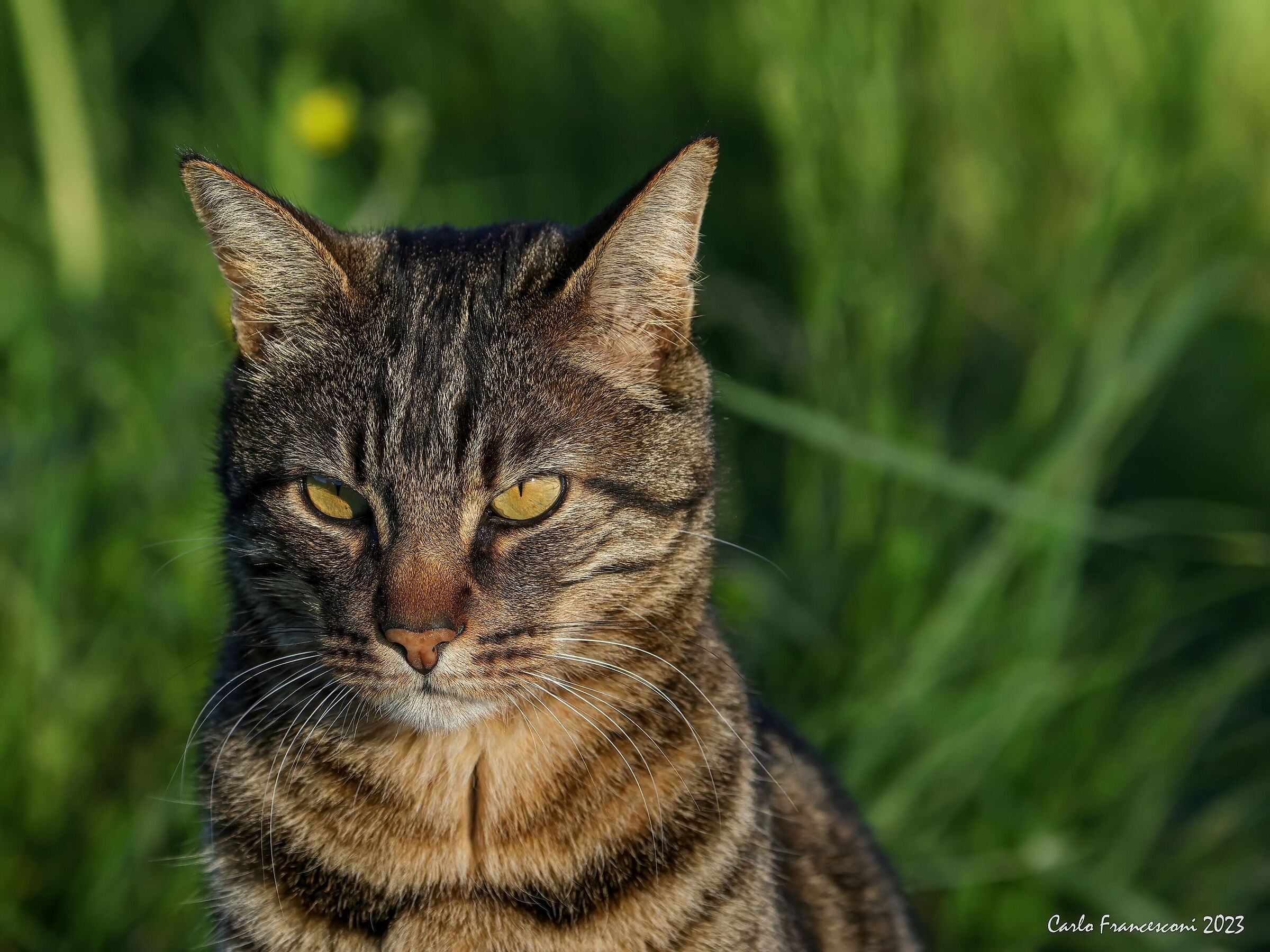 Her Majestic Ulysses