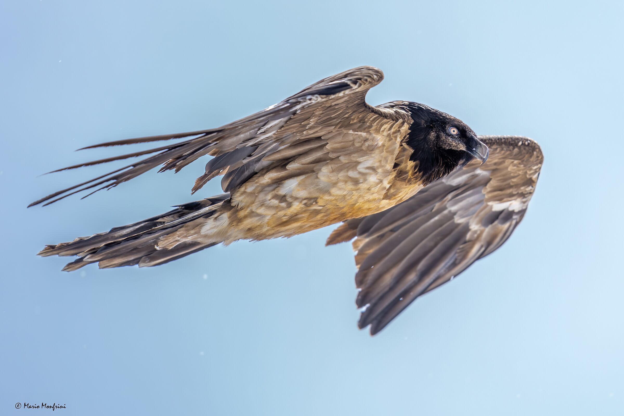 Bearded vulture under a light snowfall