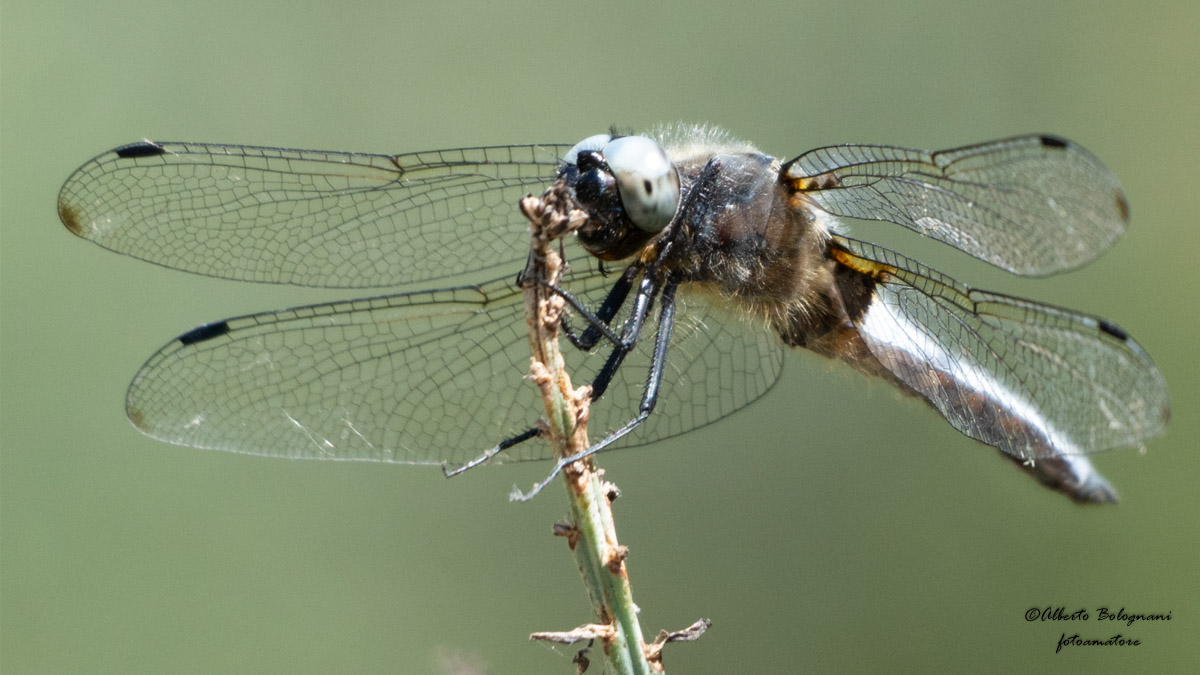 libellula