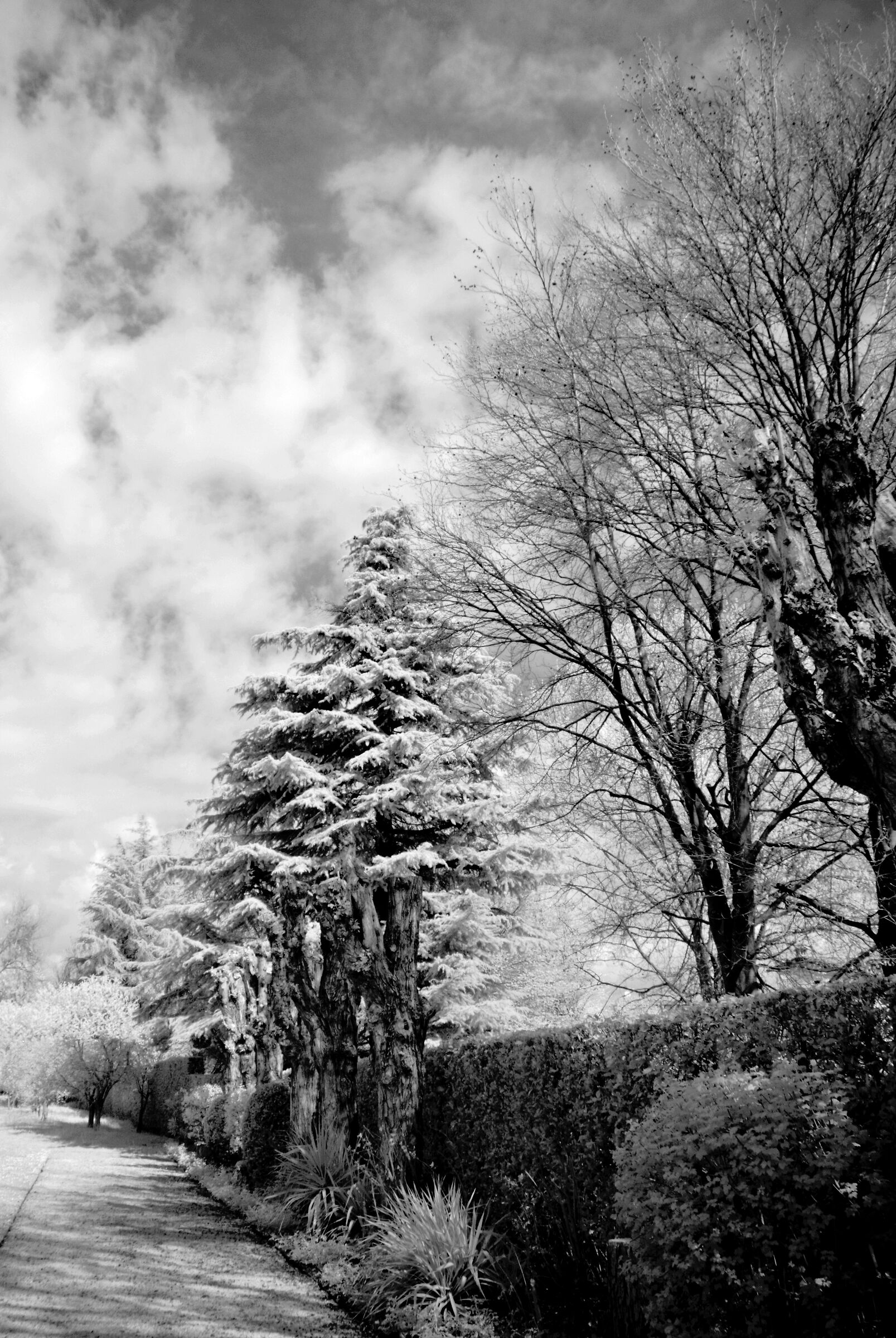 Infrared park 1