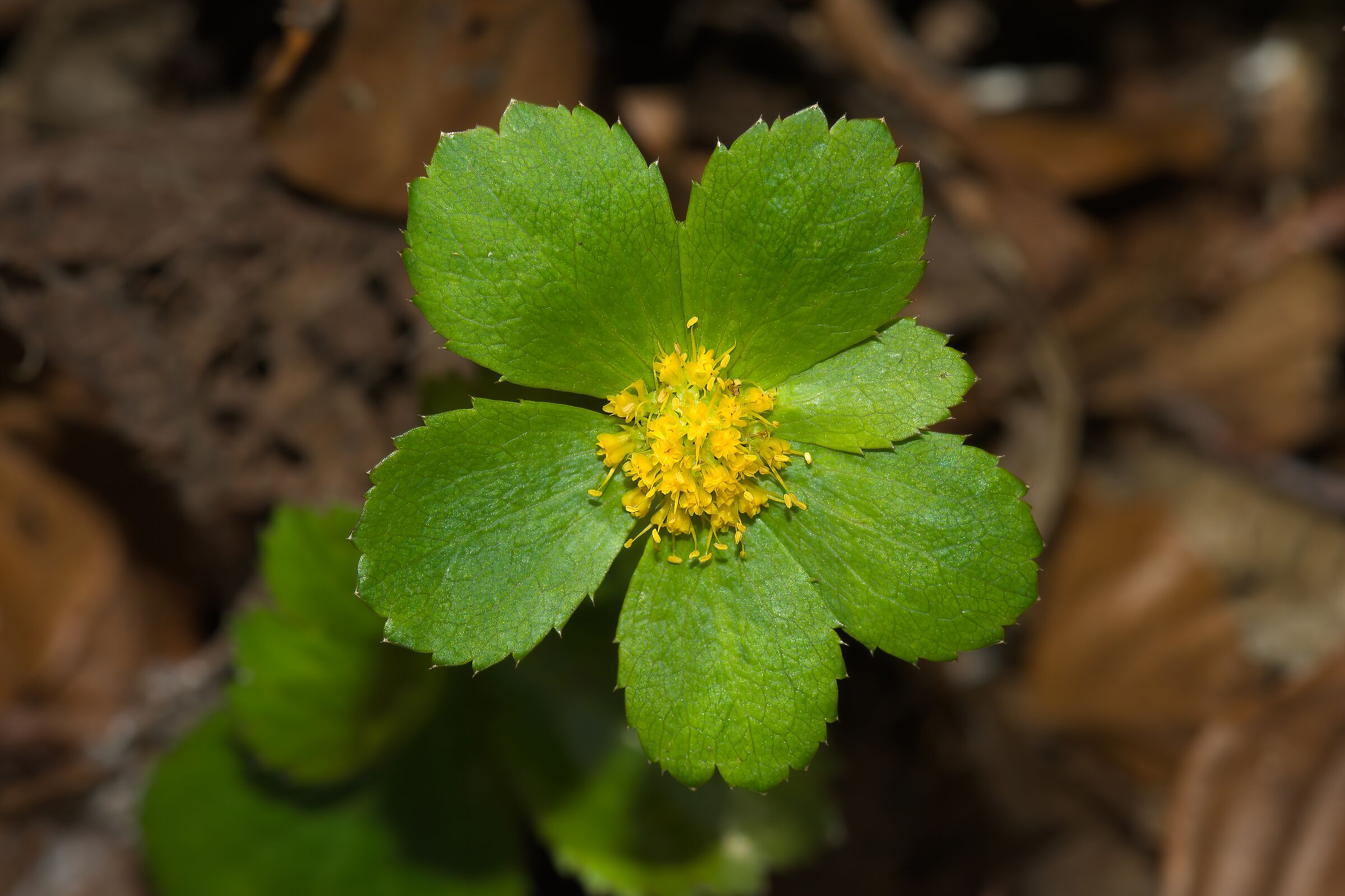 Hacquetia epipactis