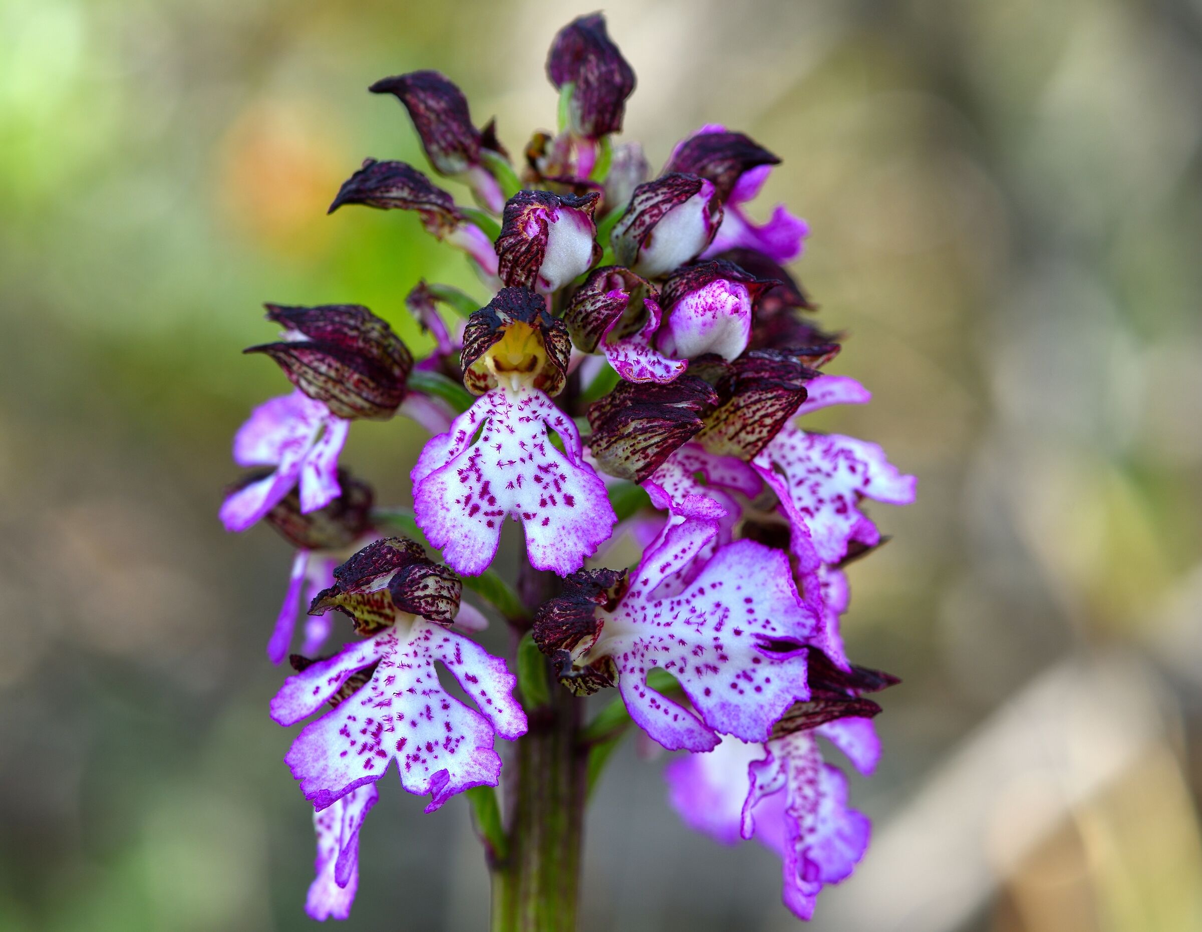orchis pupurea