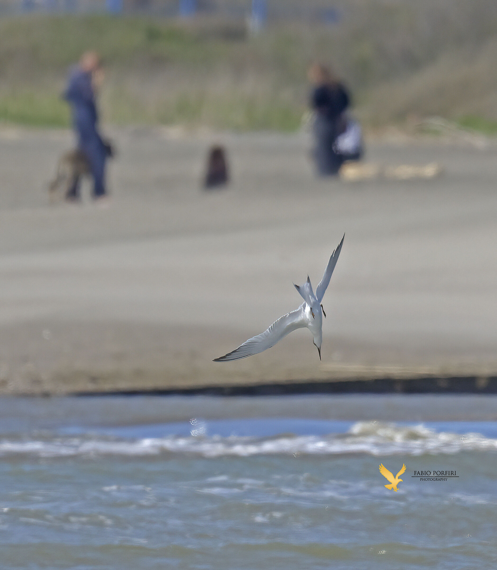 mi butto lo stesso..... beccapesci