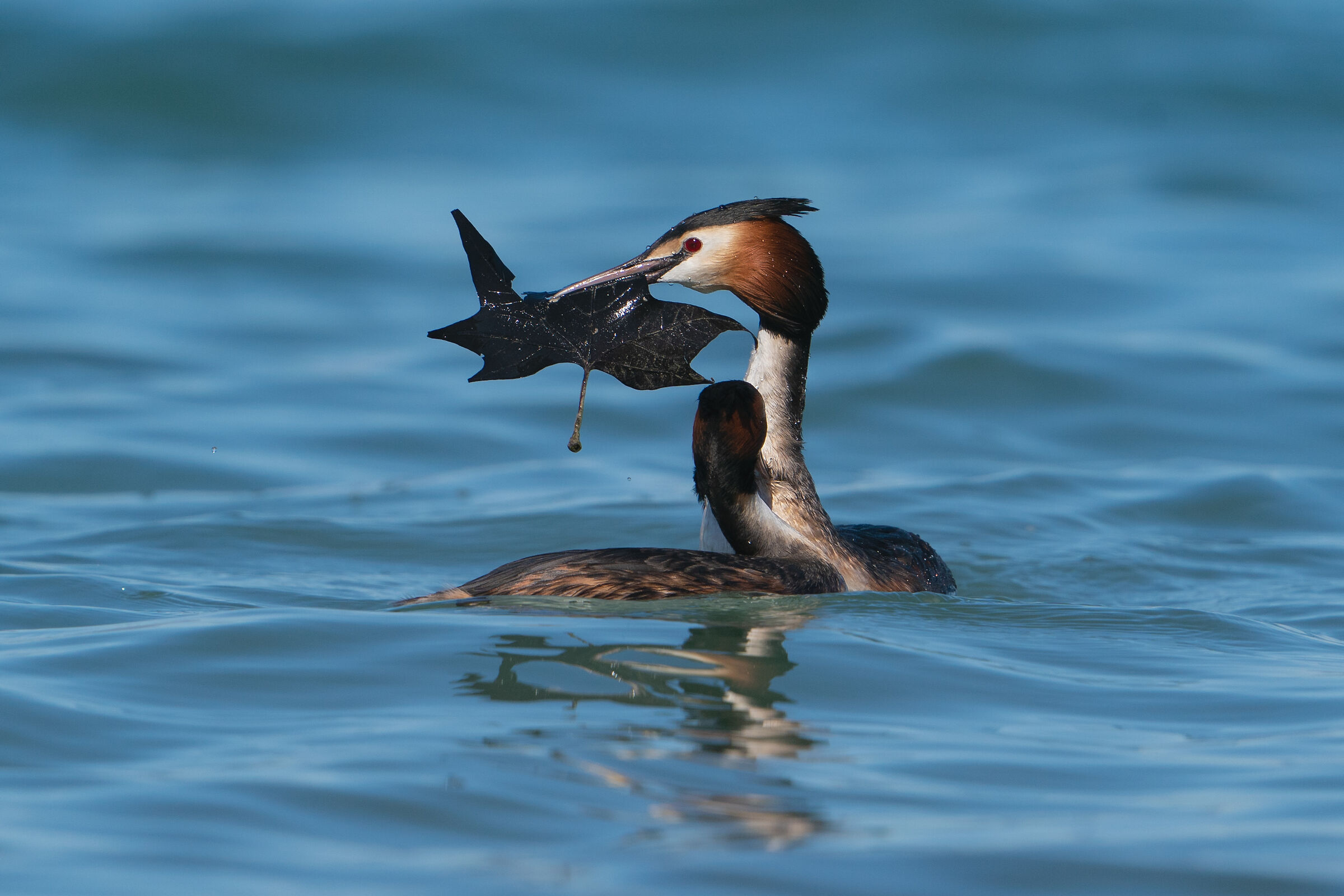 Great crested grebe