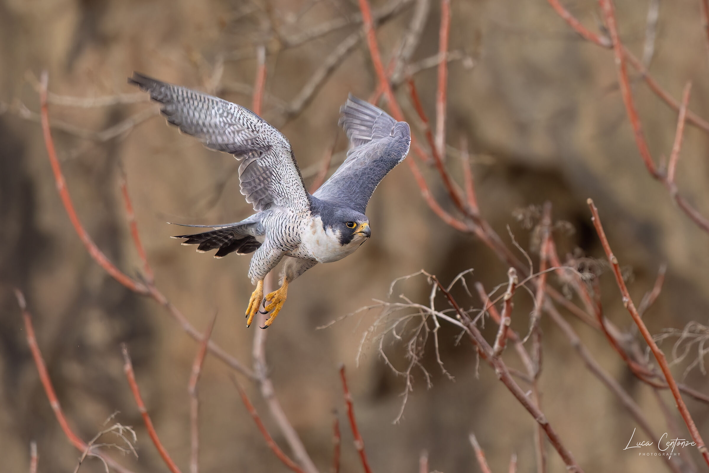 Peregrin Falcon (Falco peregrinus)