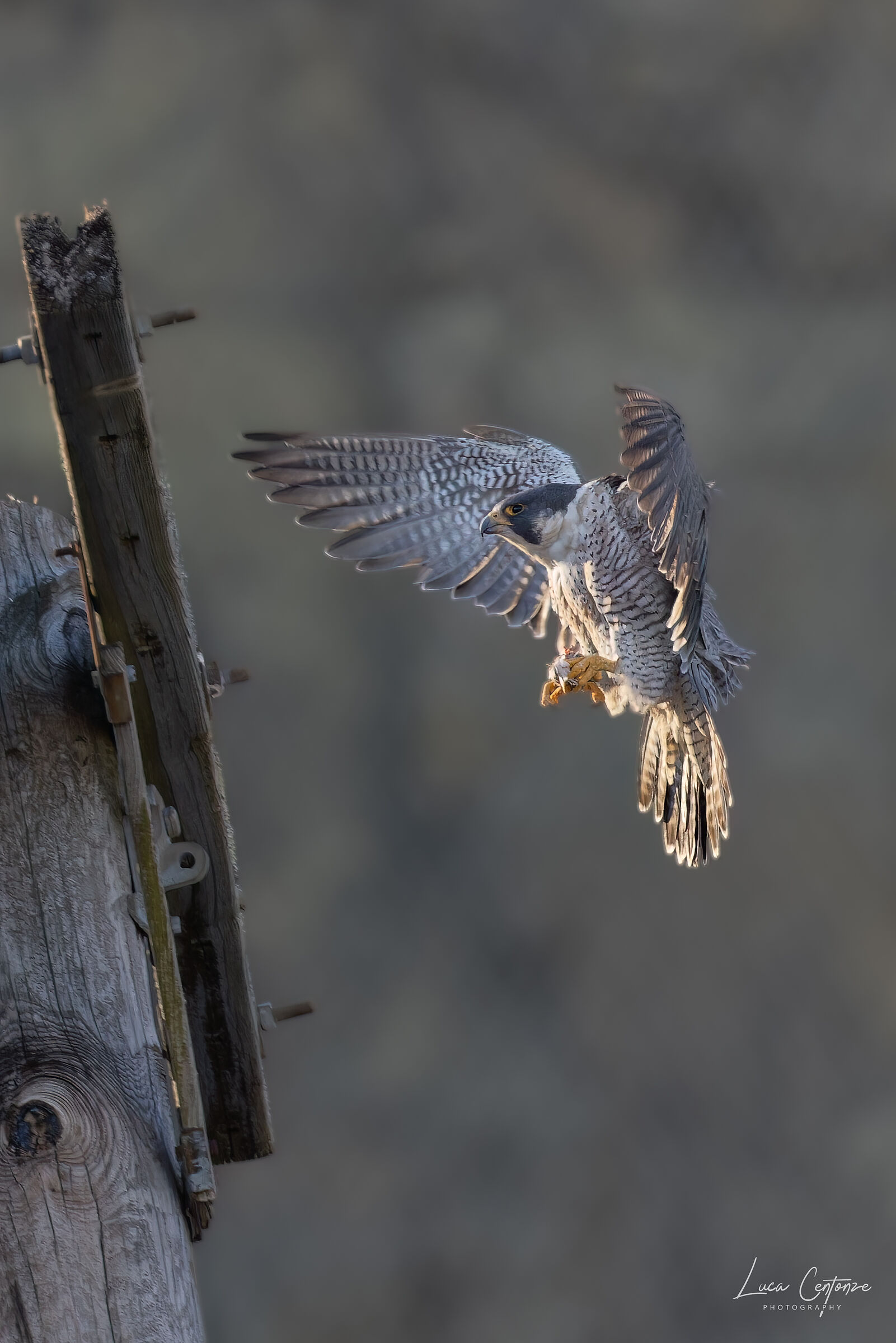 Peregrin Falcon (Falco peregrinus)