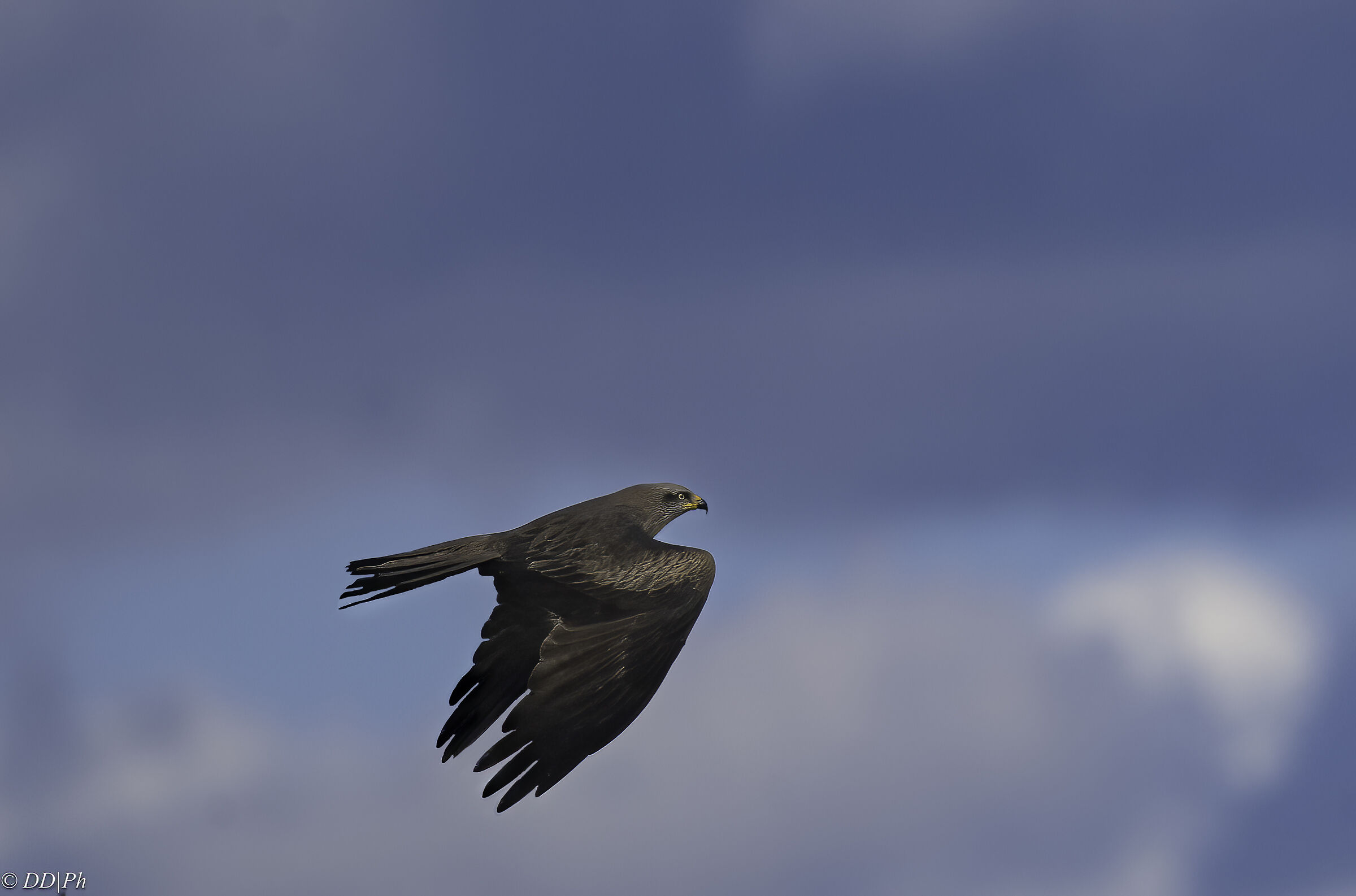 Black kite