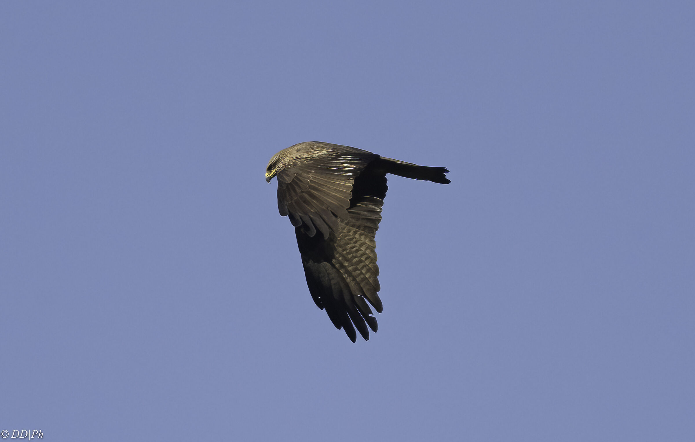 Black kite