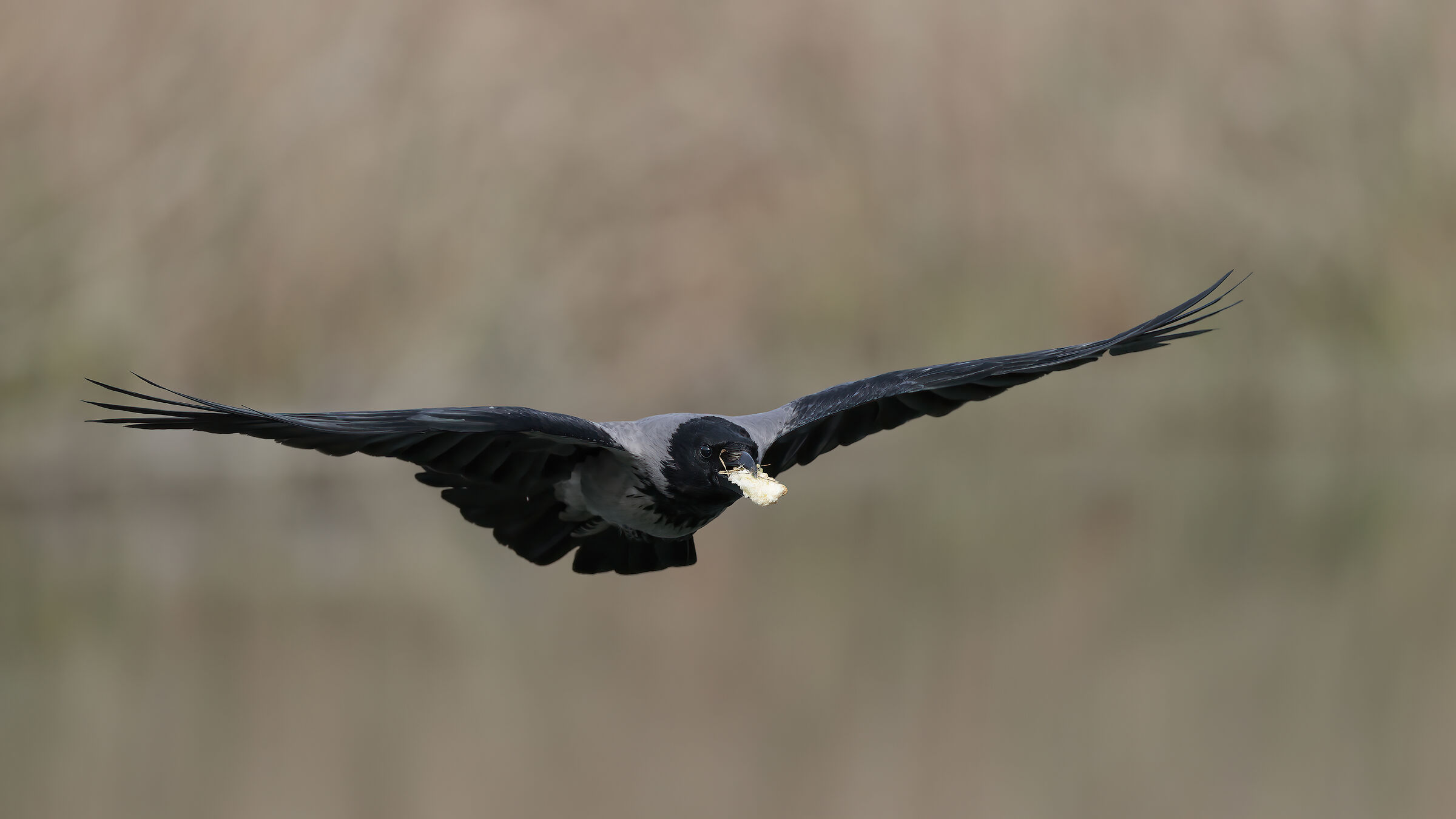 Crow