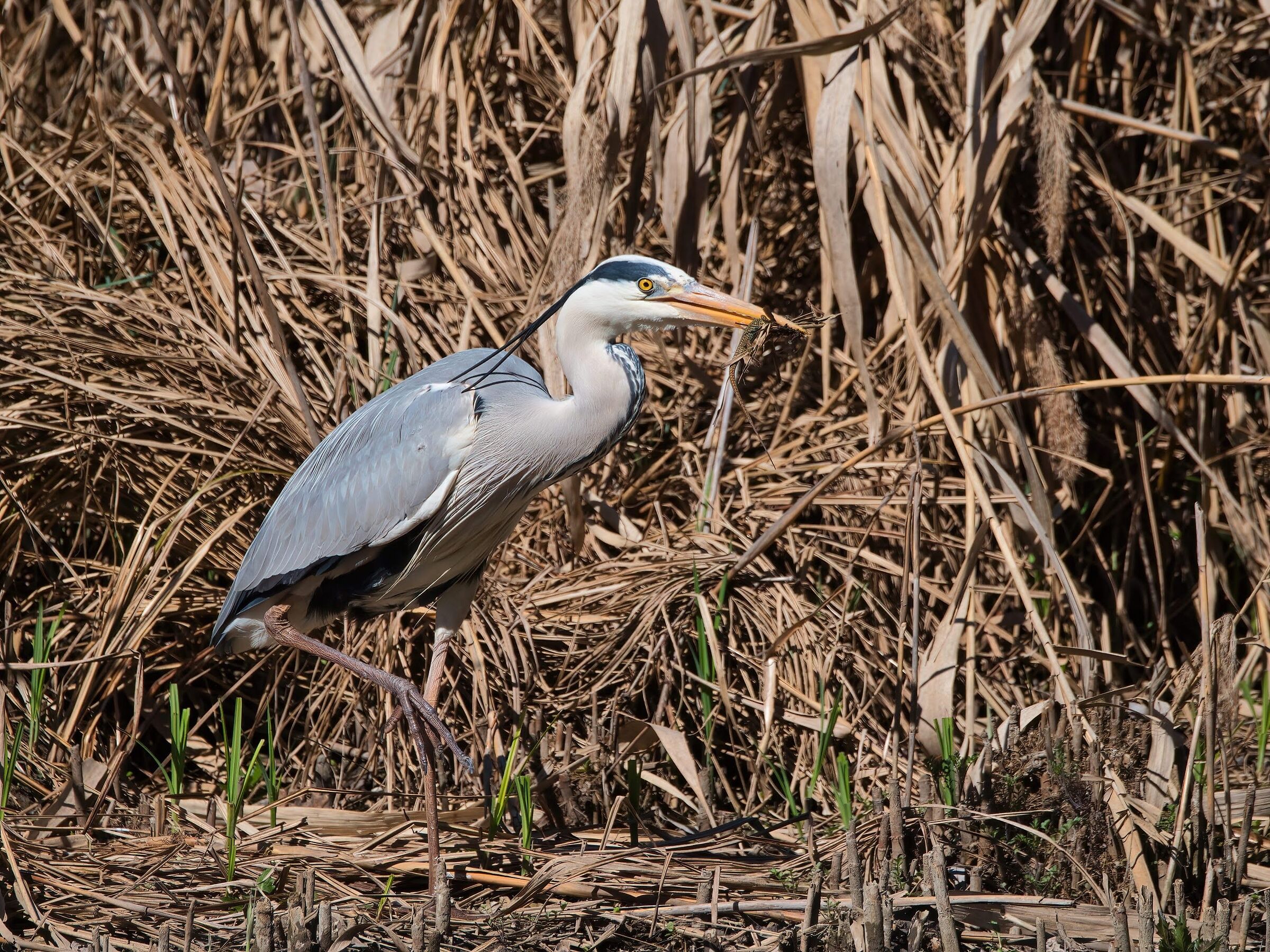 Grey heron
