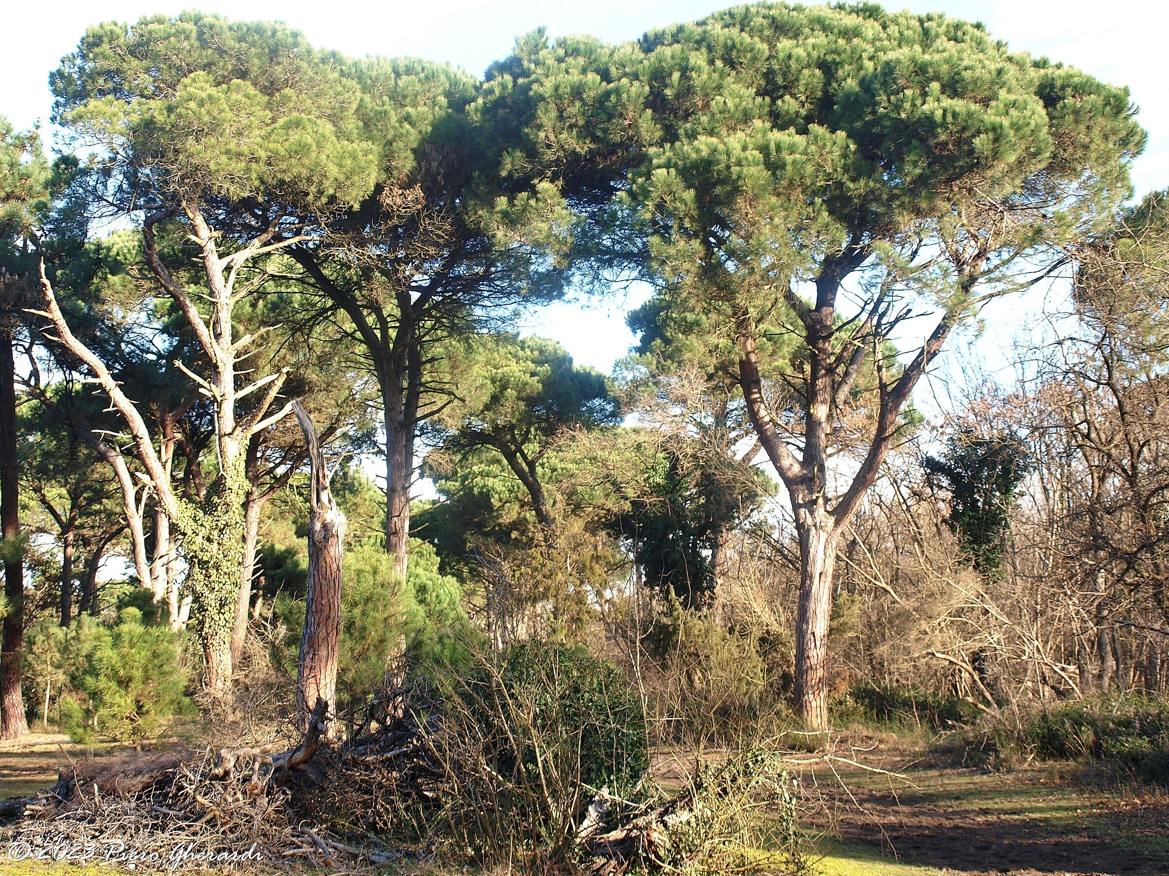 Pineta