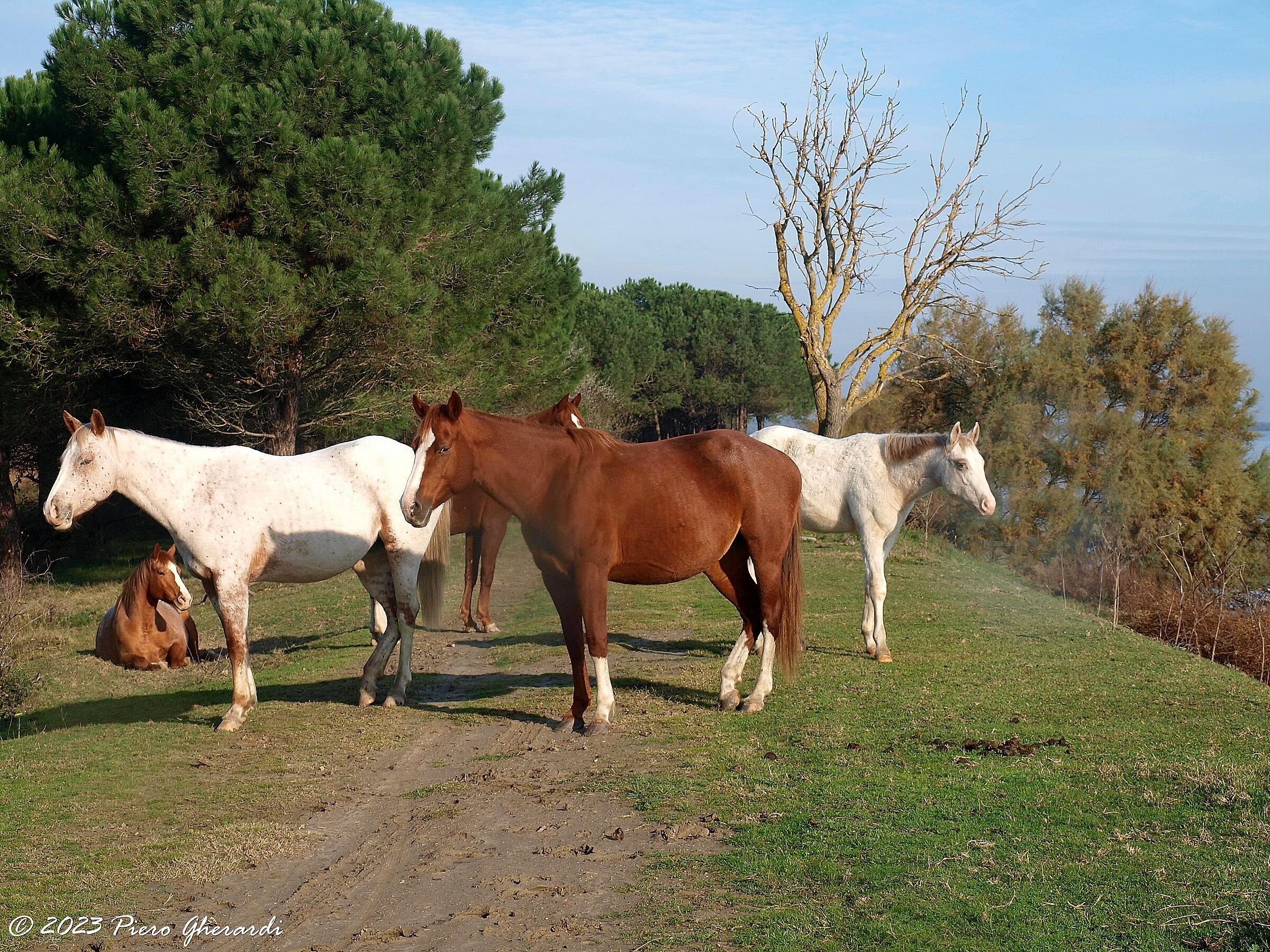 Cavalli selvatici