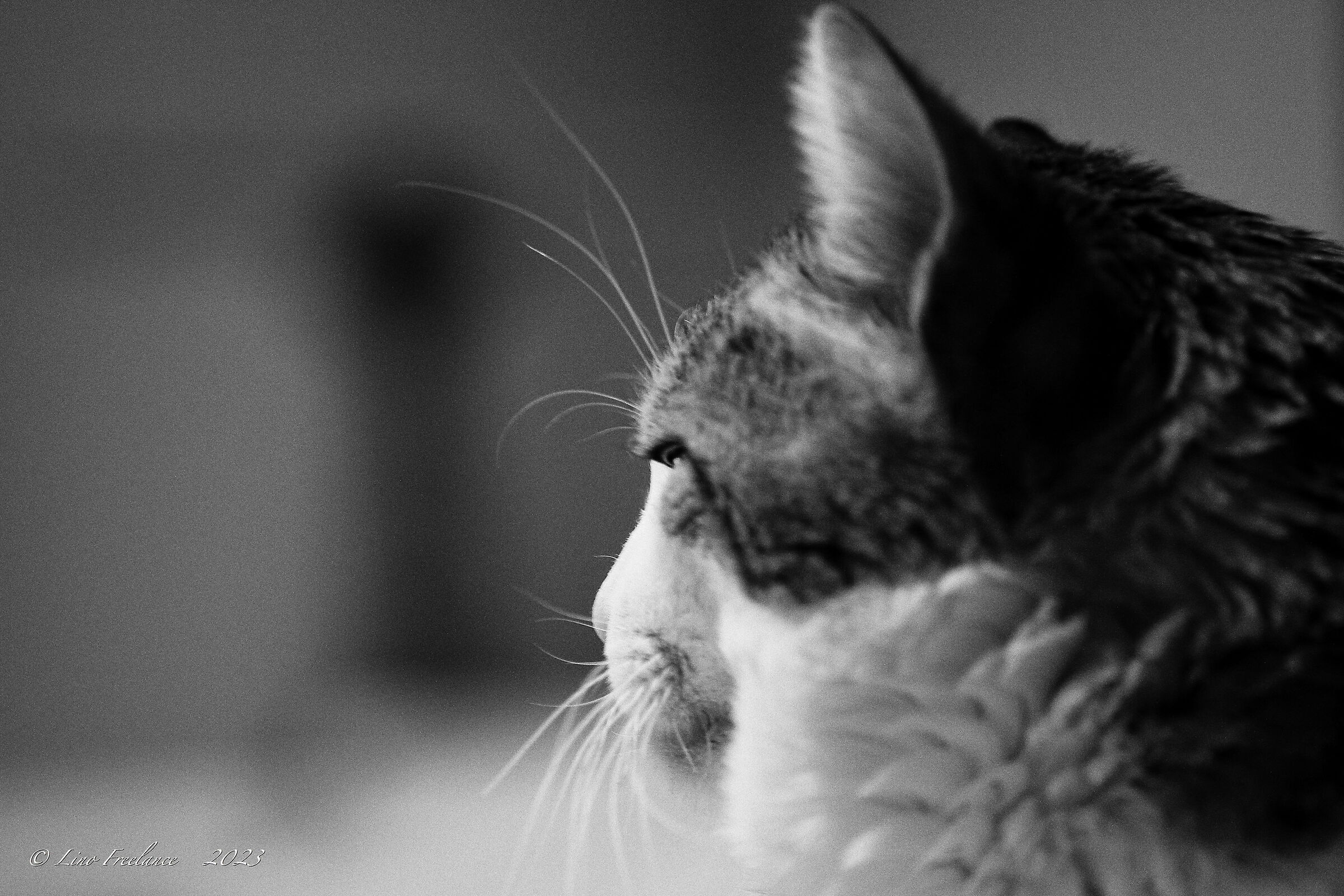 Il mio profilo in analogico.