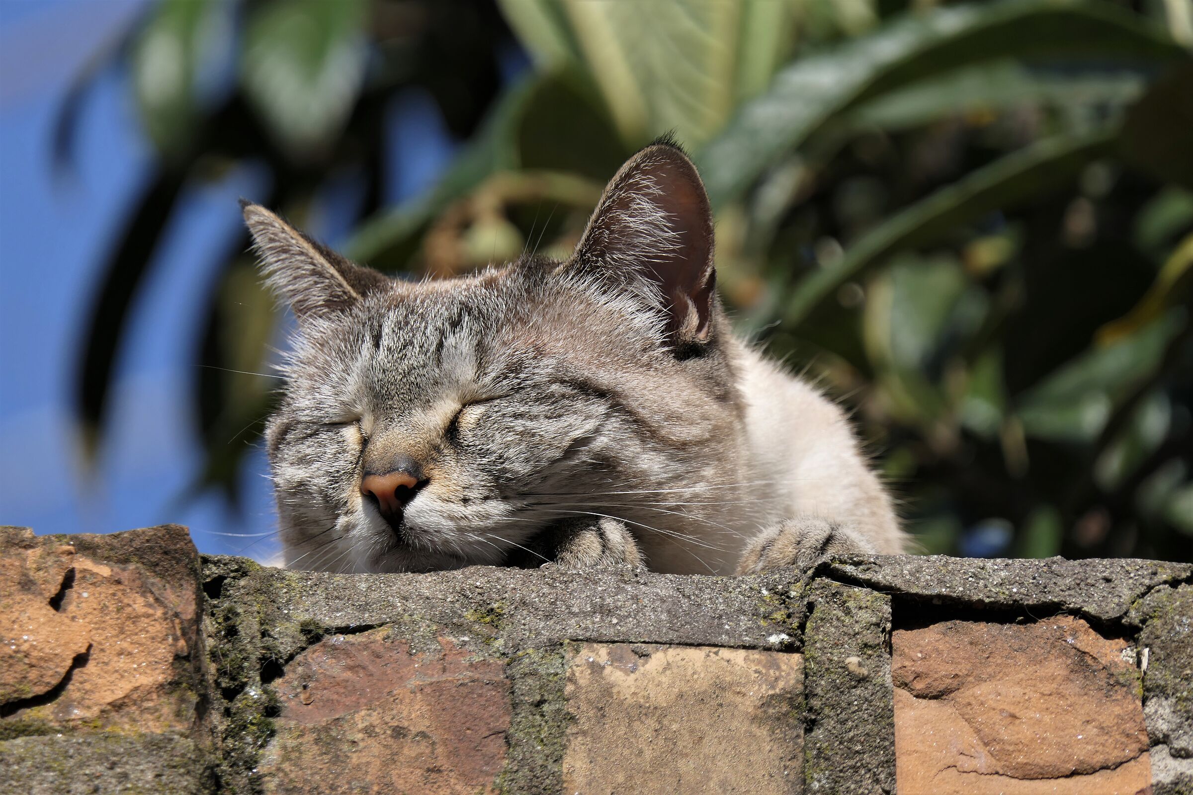 Kitty Street