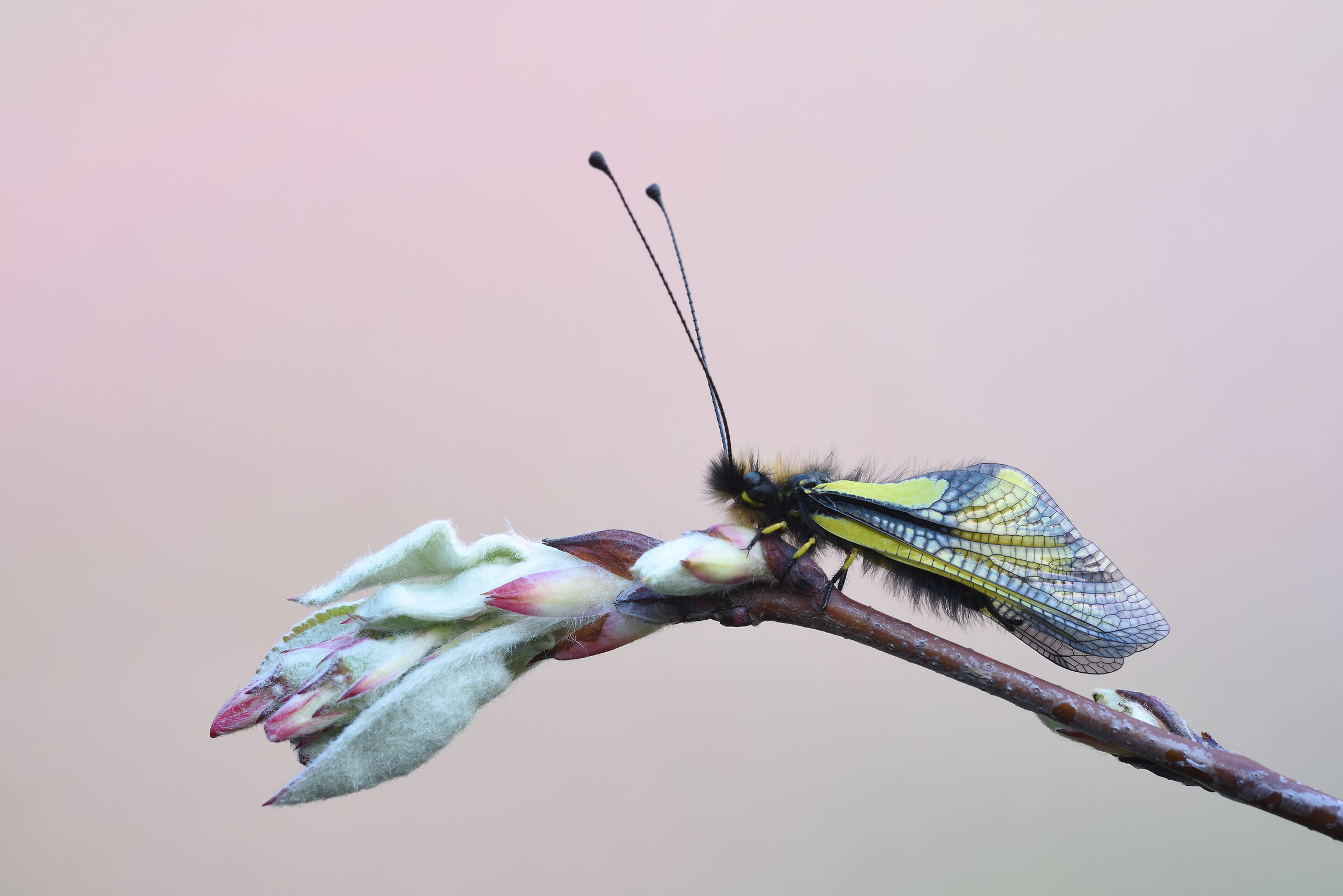 Libelloides