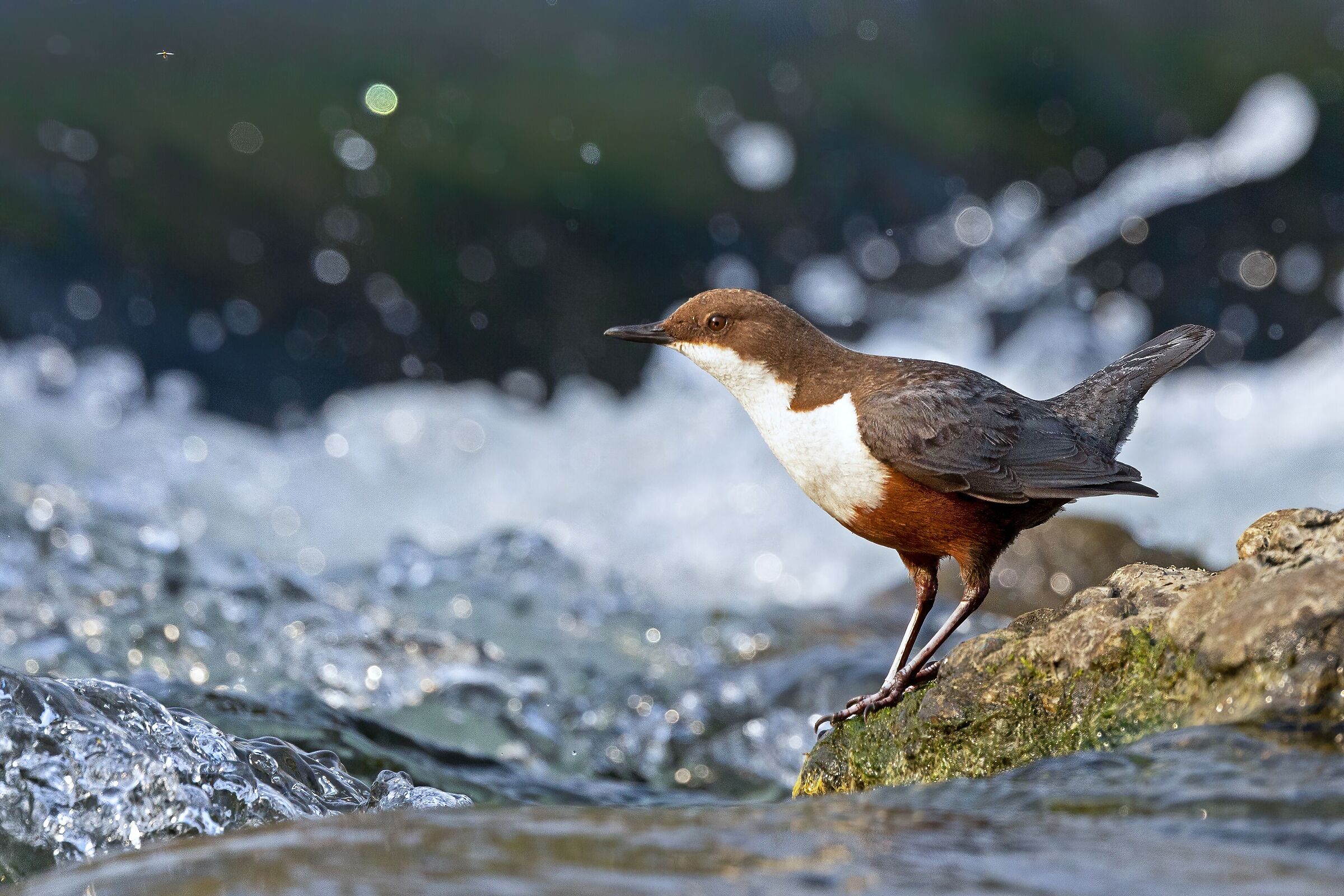 Dipper in gurgite vast.
