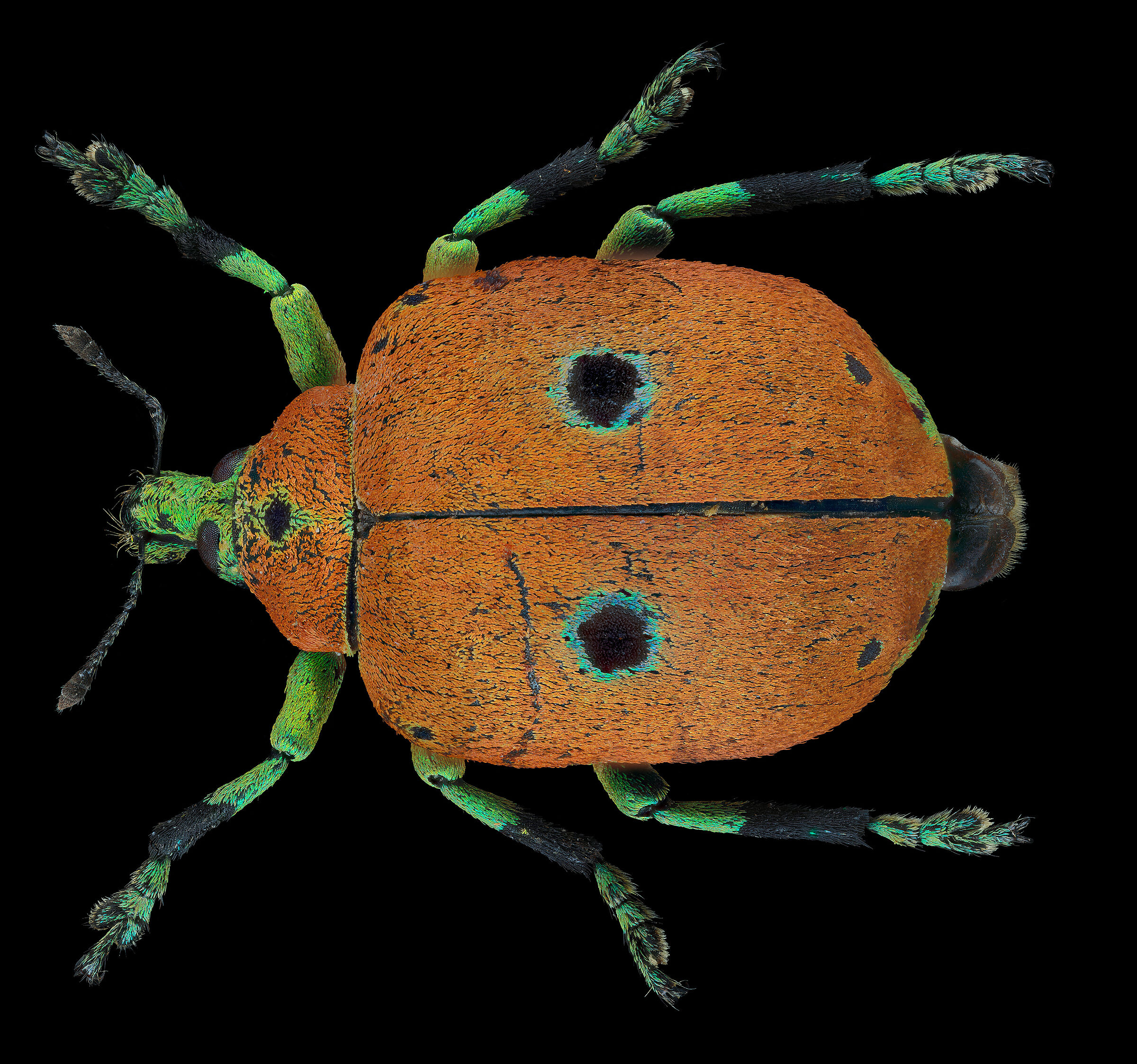 Choloropholus bioculatus