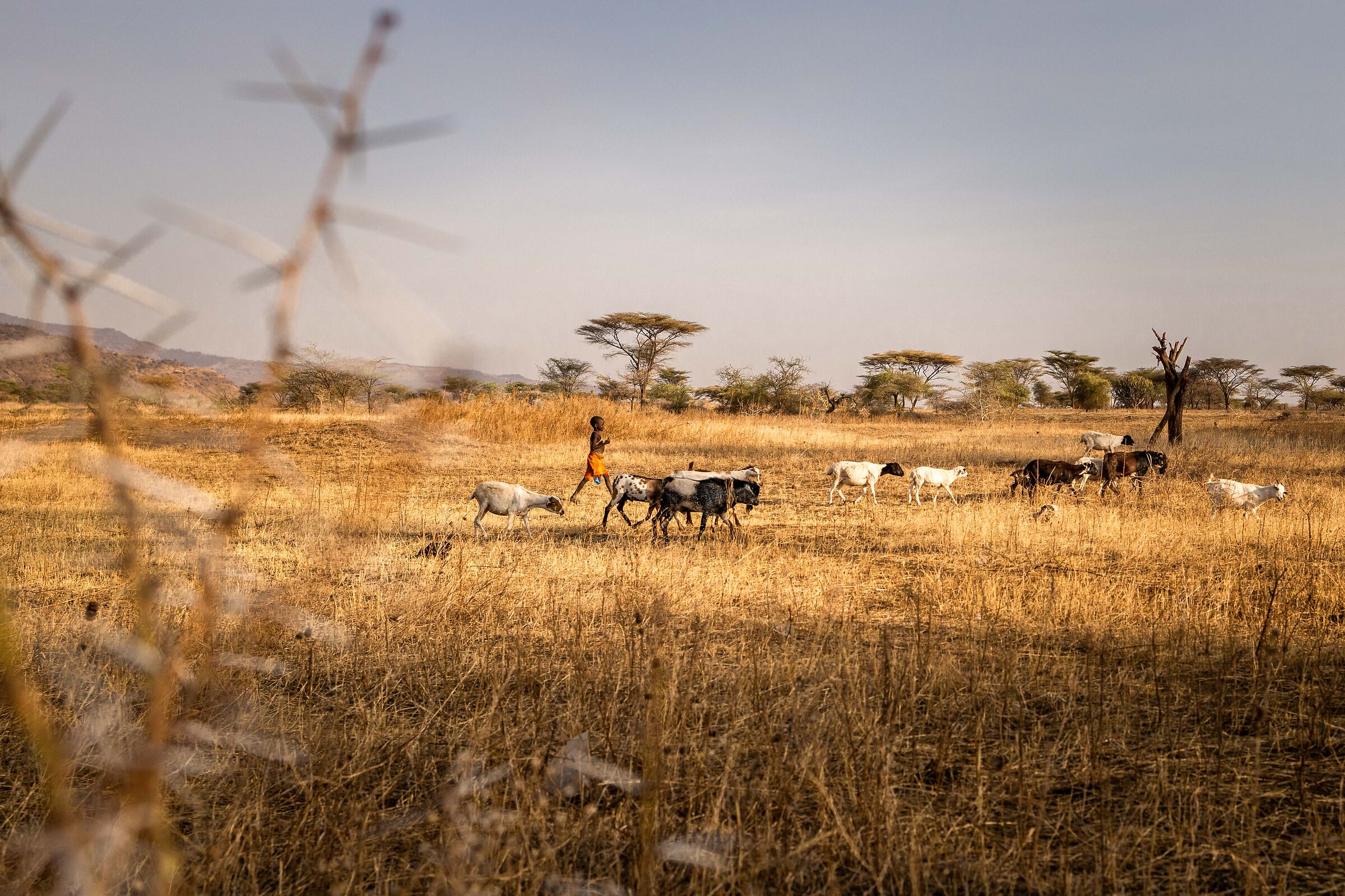 Pastoralism