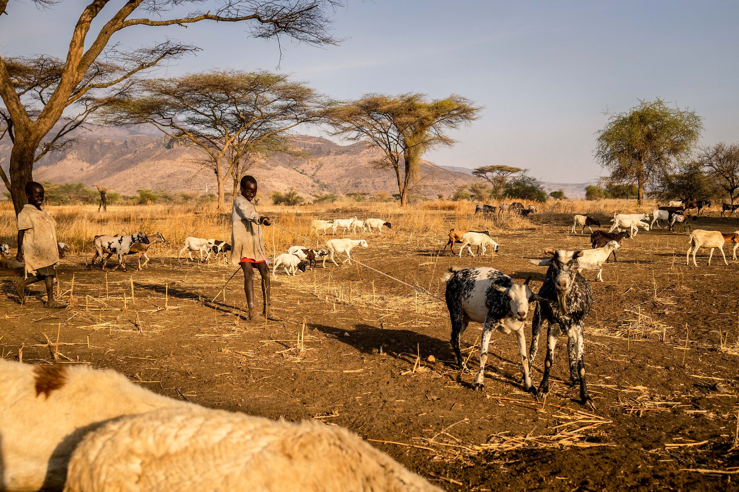 Shepherd with goats