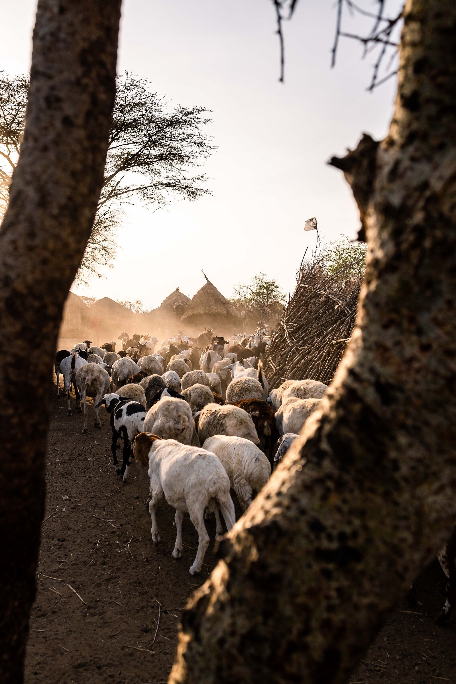 Goats lined up for kraal