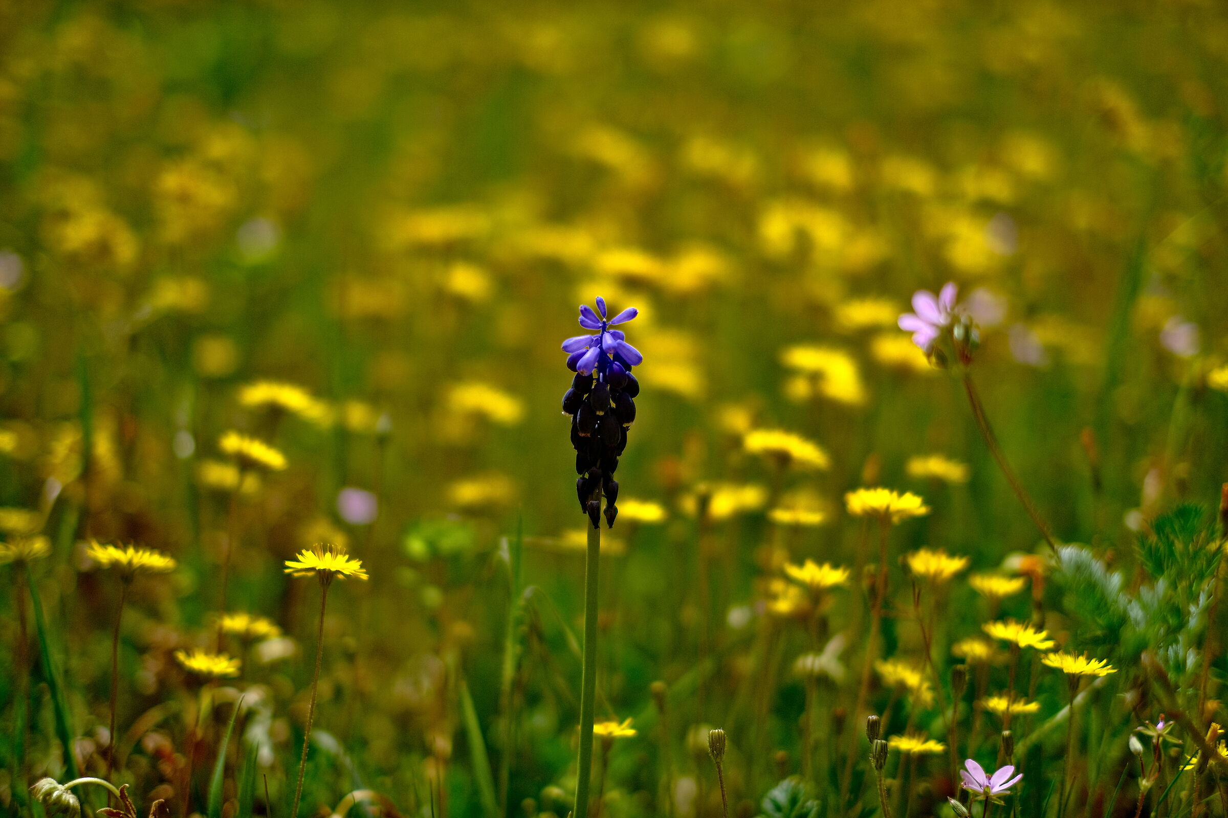 ogni anno il miracolo si ripete