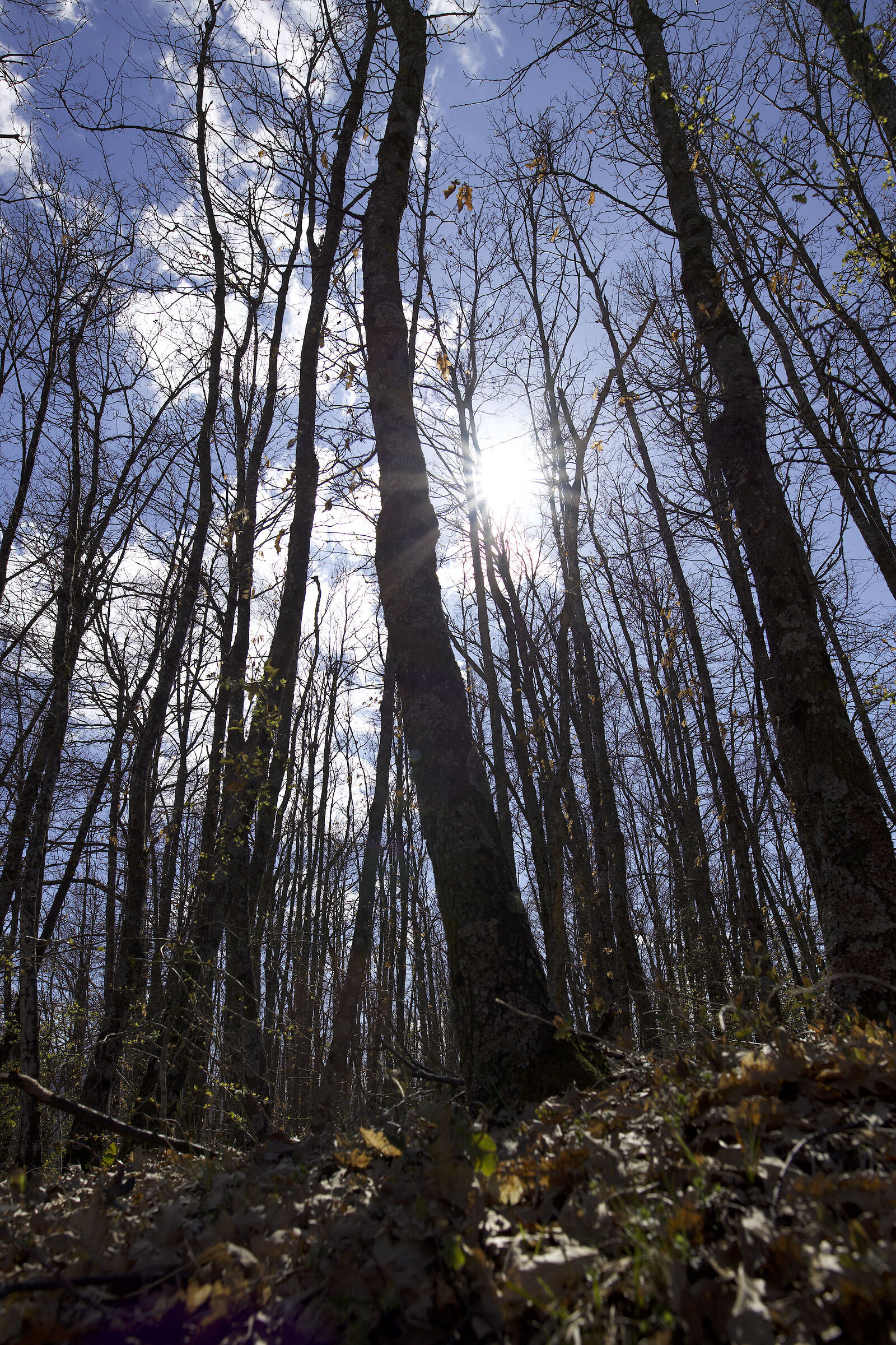 fra primavera e inverno