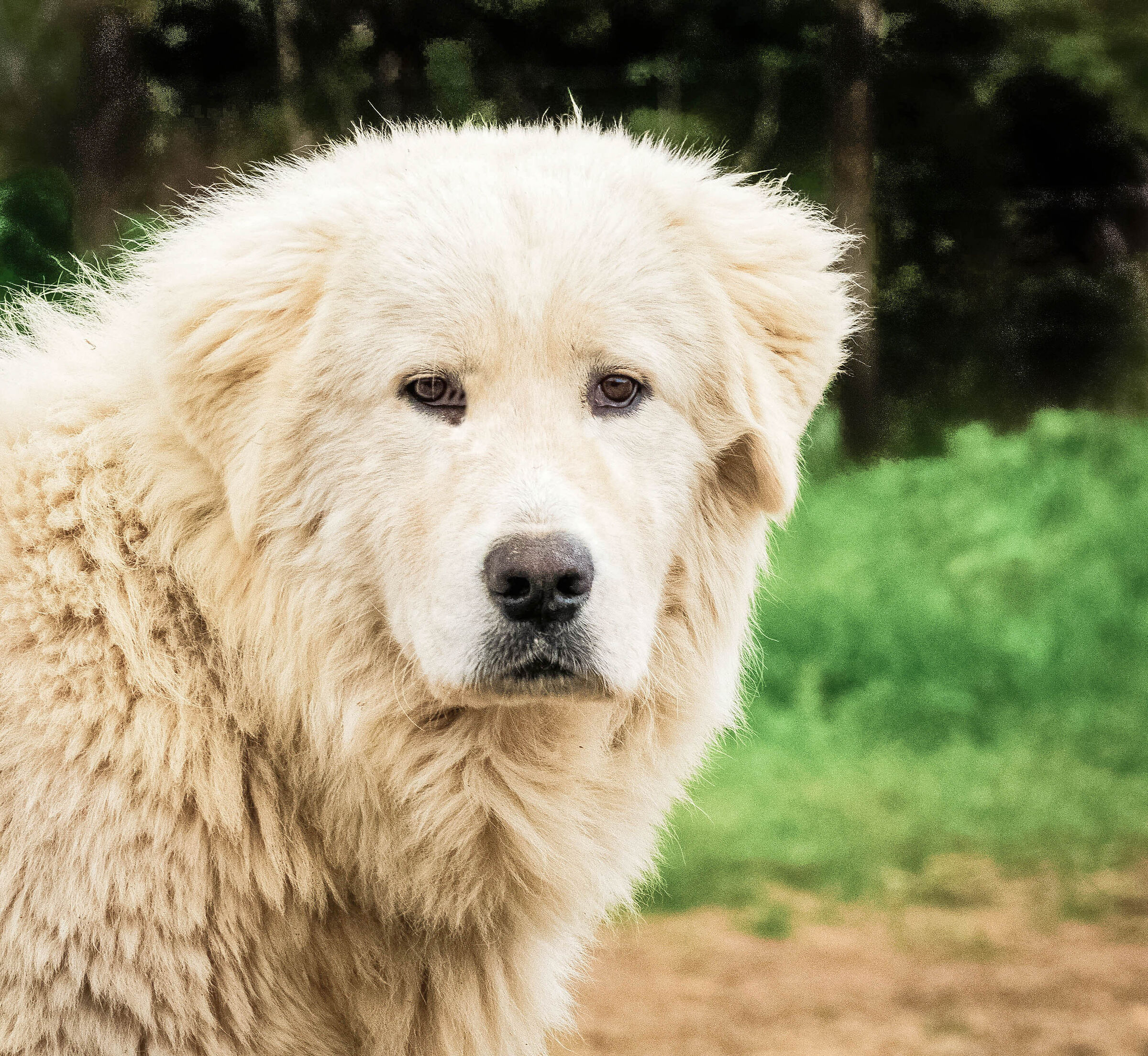 Il bel capoccione del pastore abruzzese