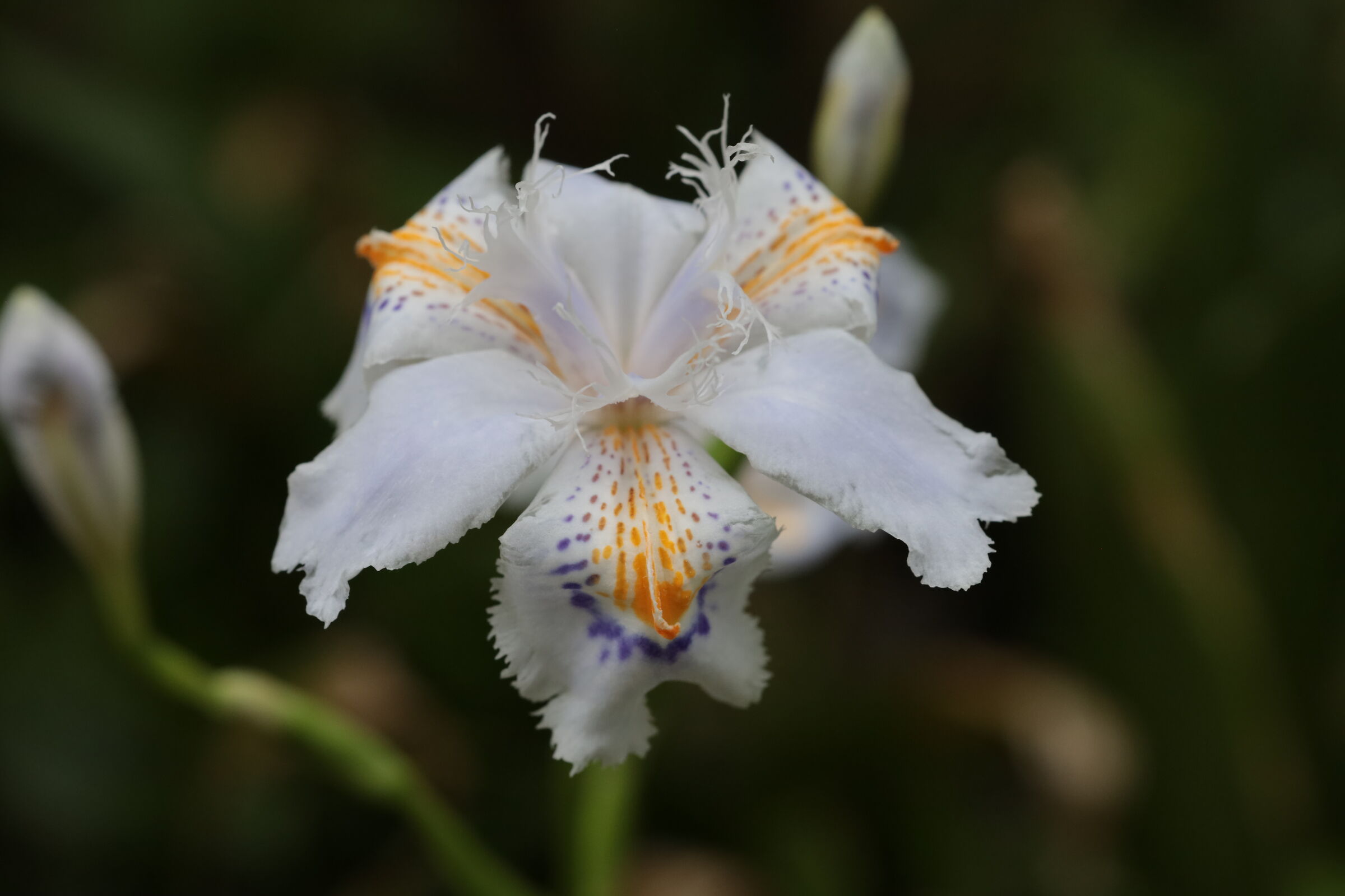 È ancora inverno ma l'iris non lo sa