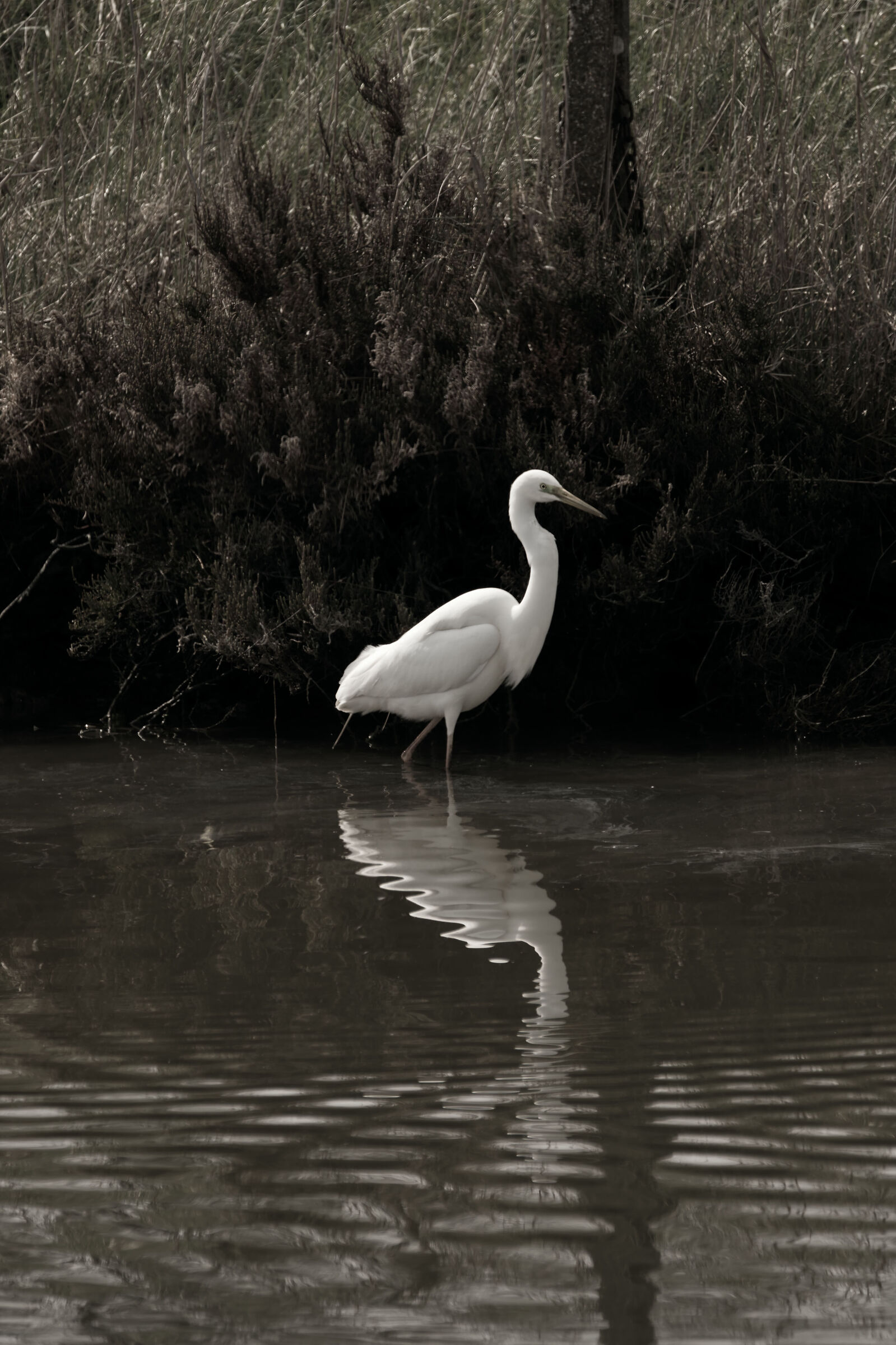Ardea alba