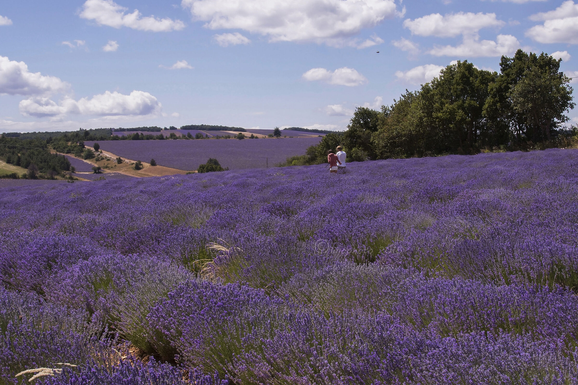 Immergersi in un mare profumato di lavanda....